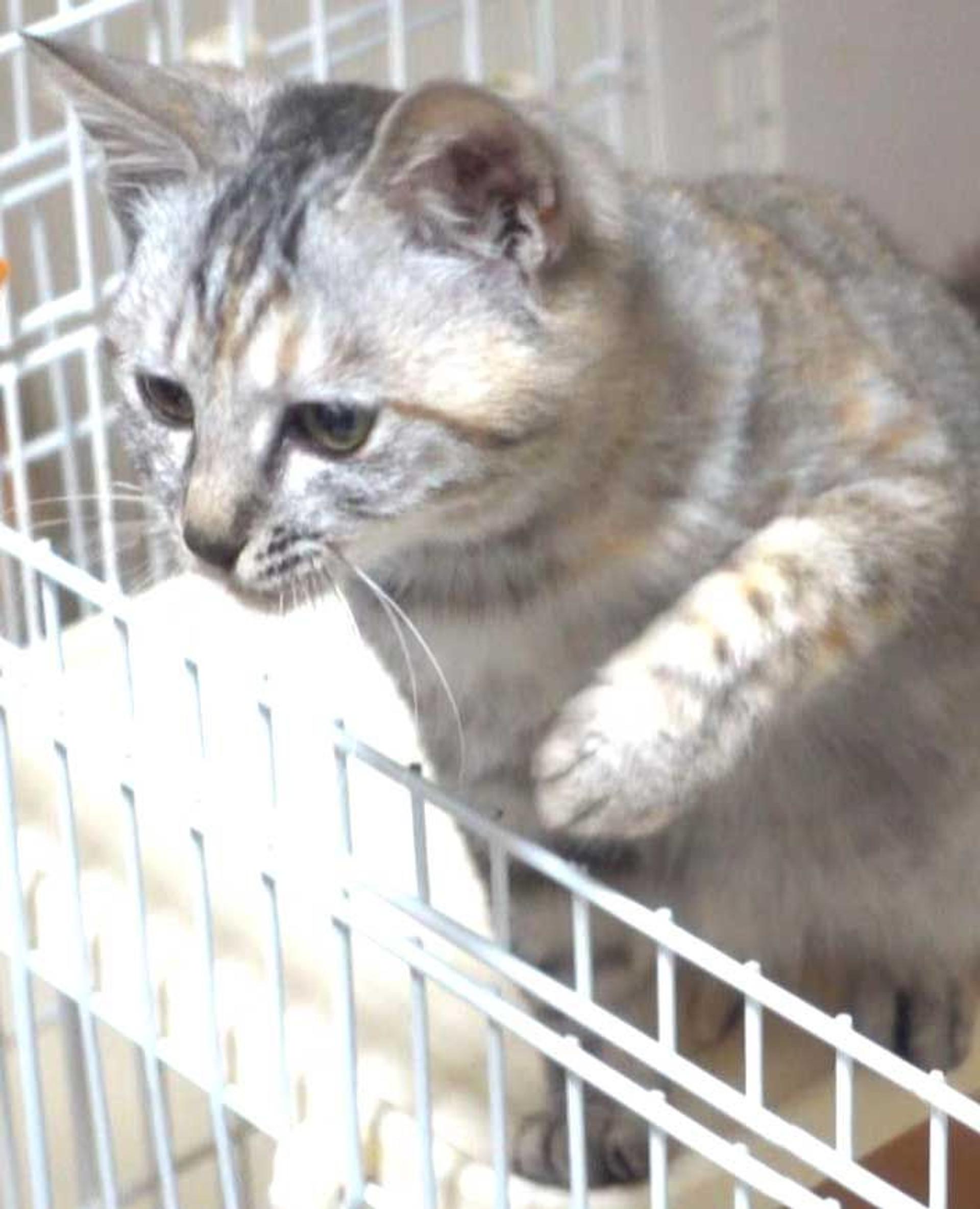 pet-image-9