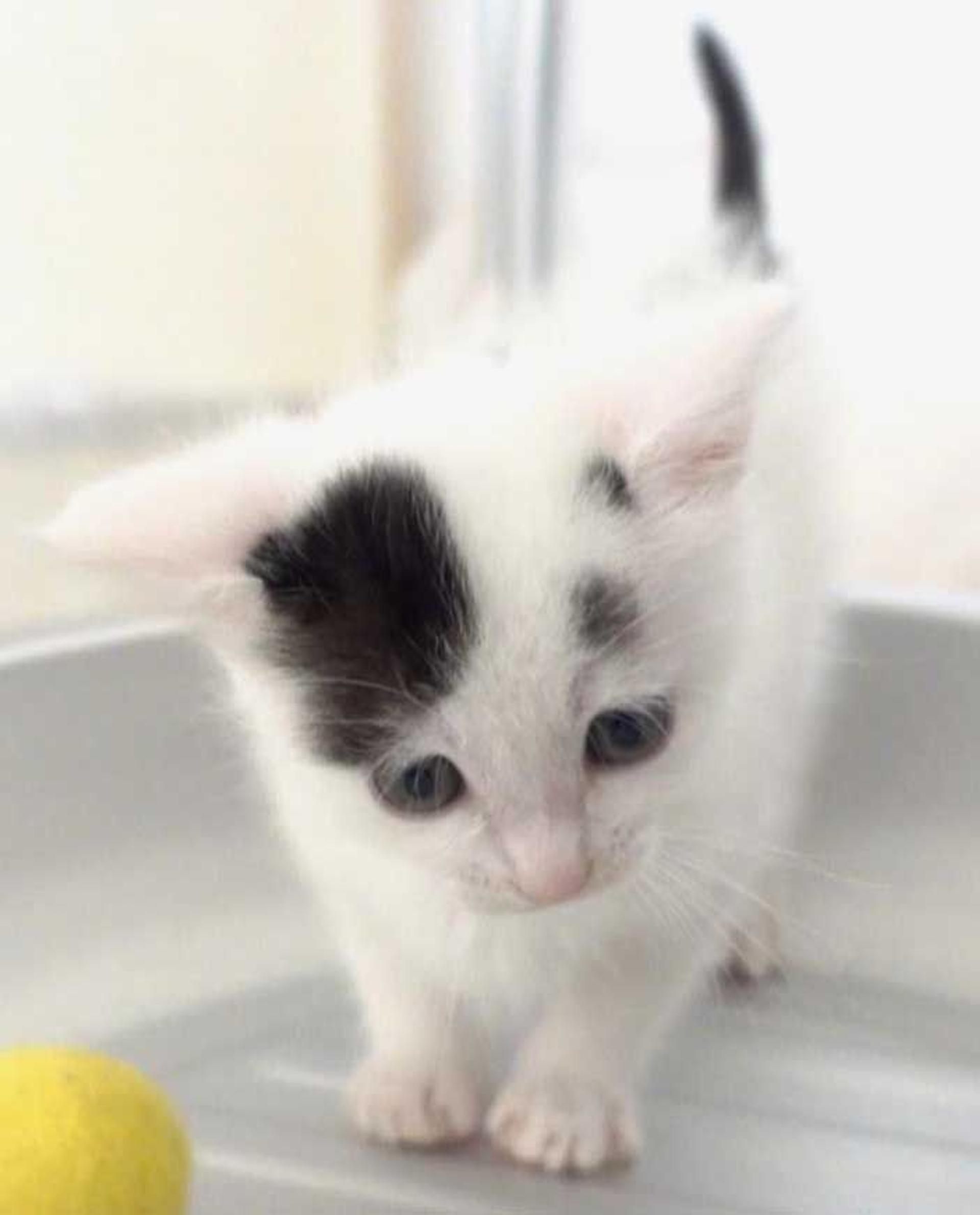 pet-image-3