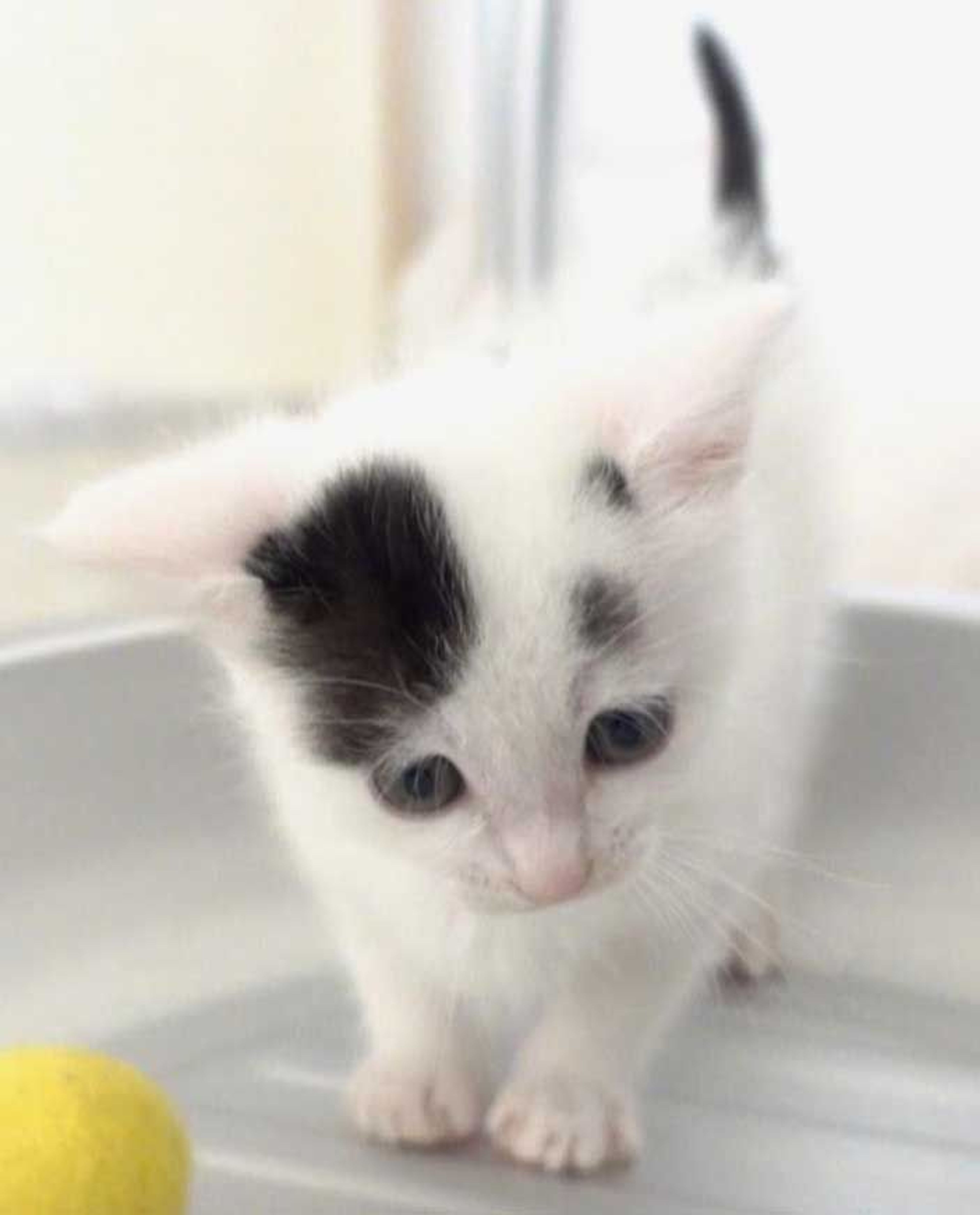 pet-image-3