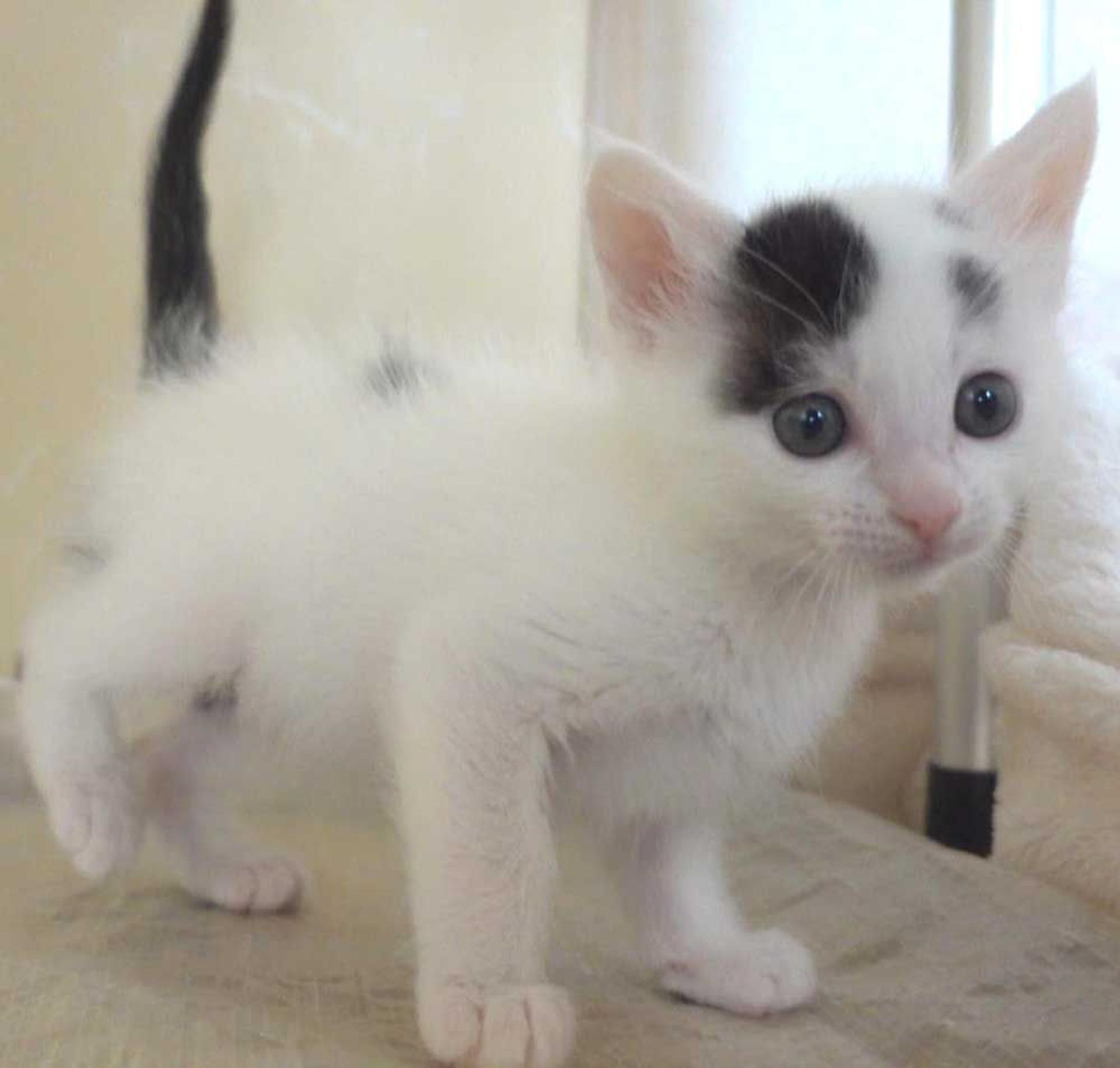 pet-image-4