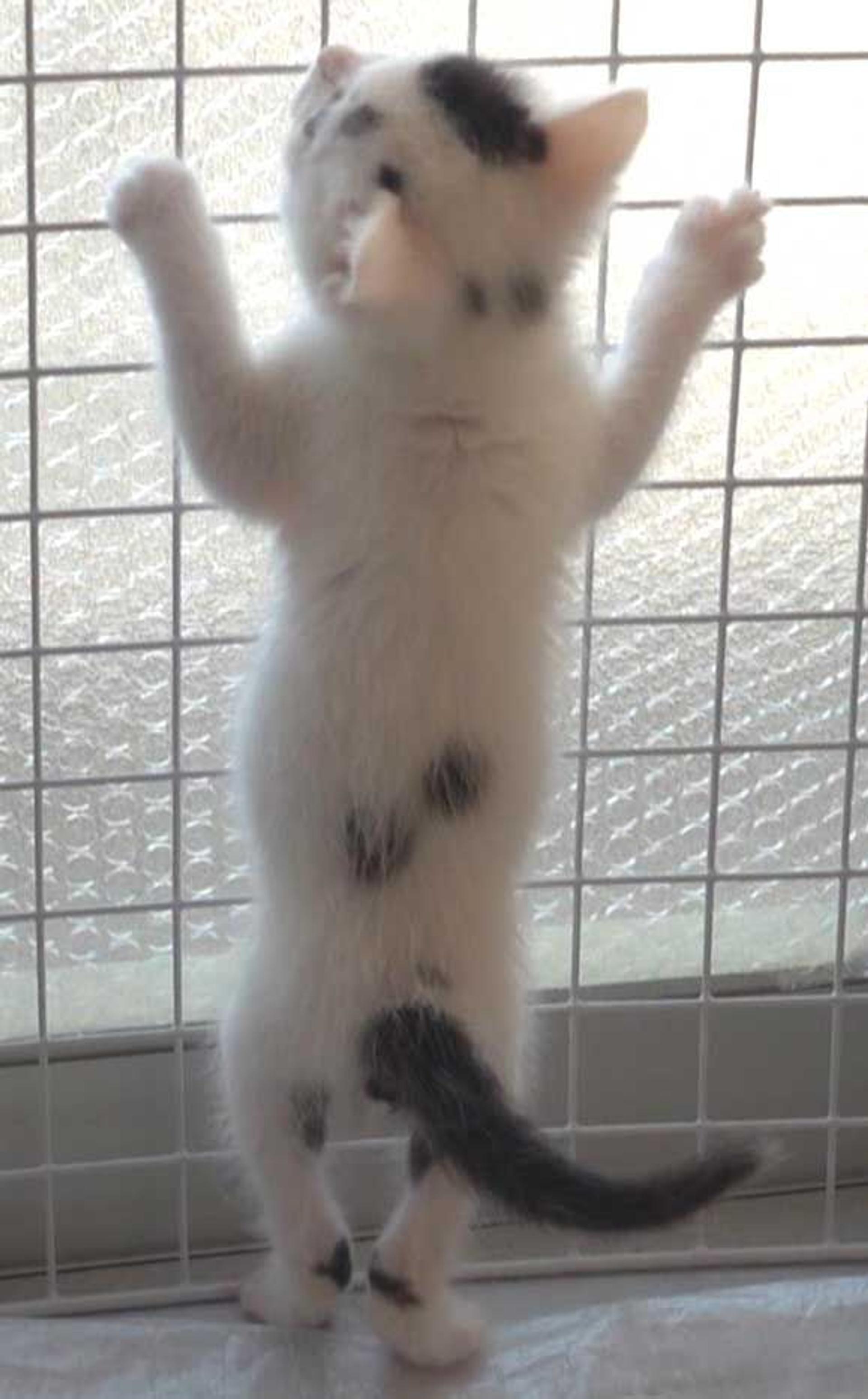 pet-image-5