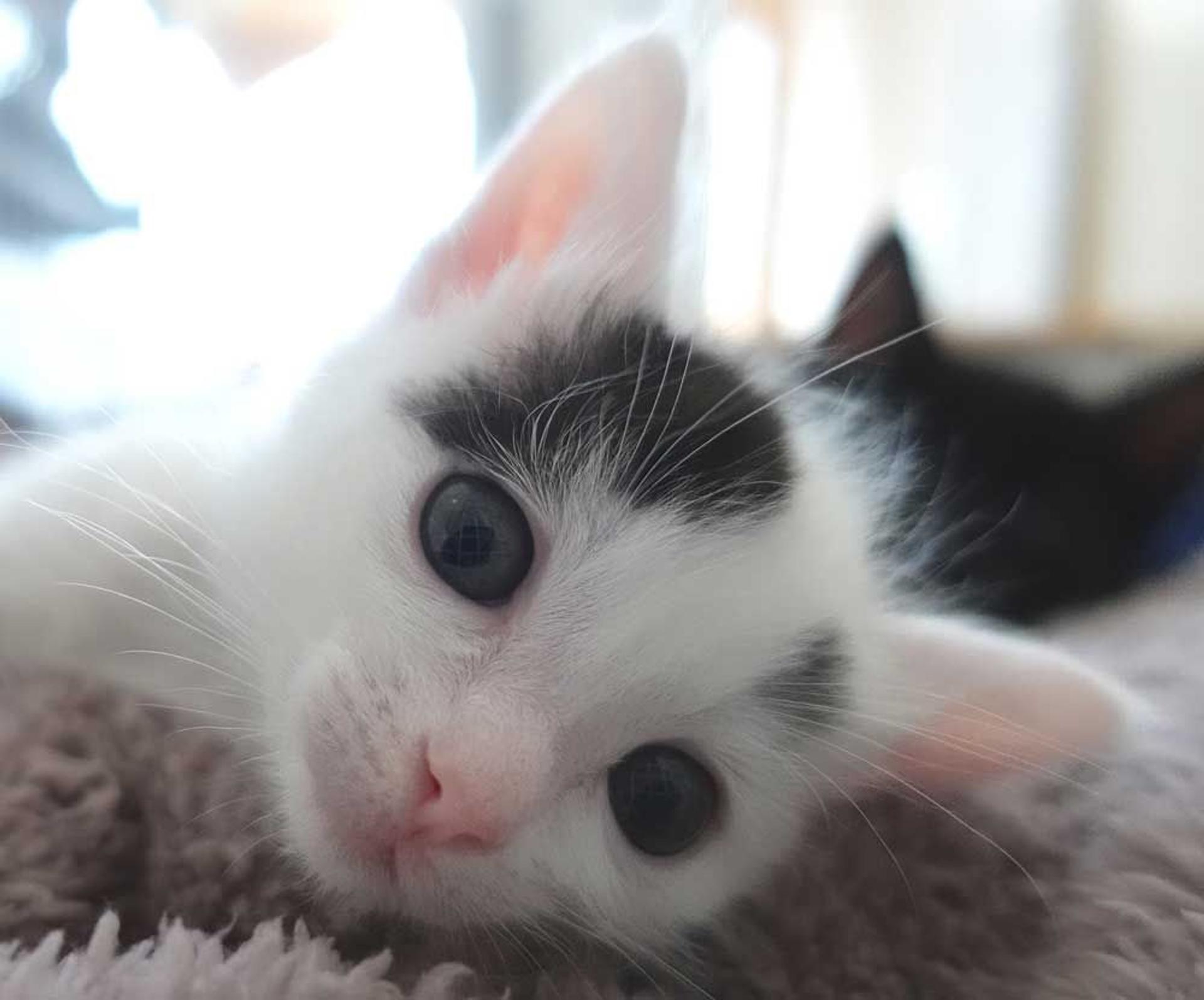 pet-image-6