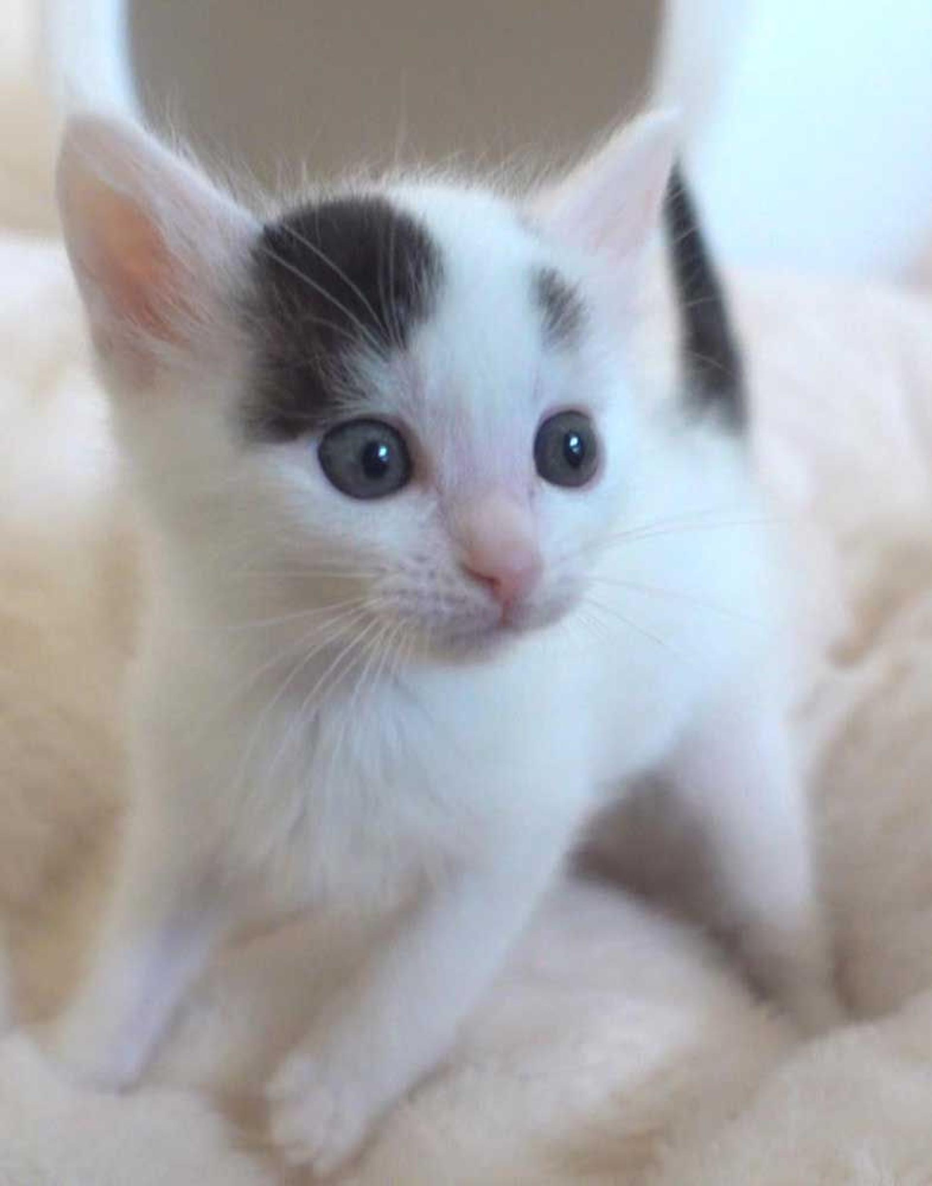 pet-image-7