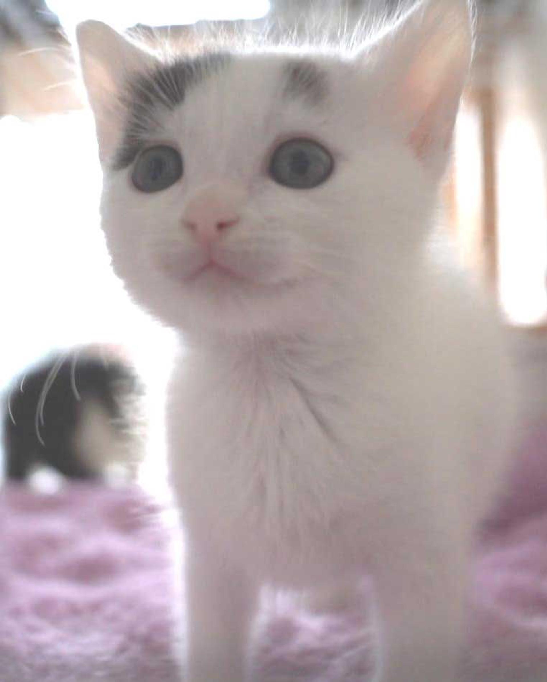 pet-image-9