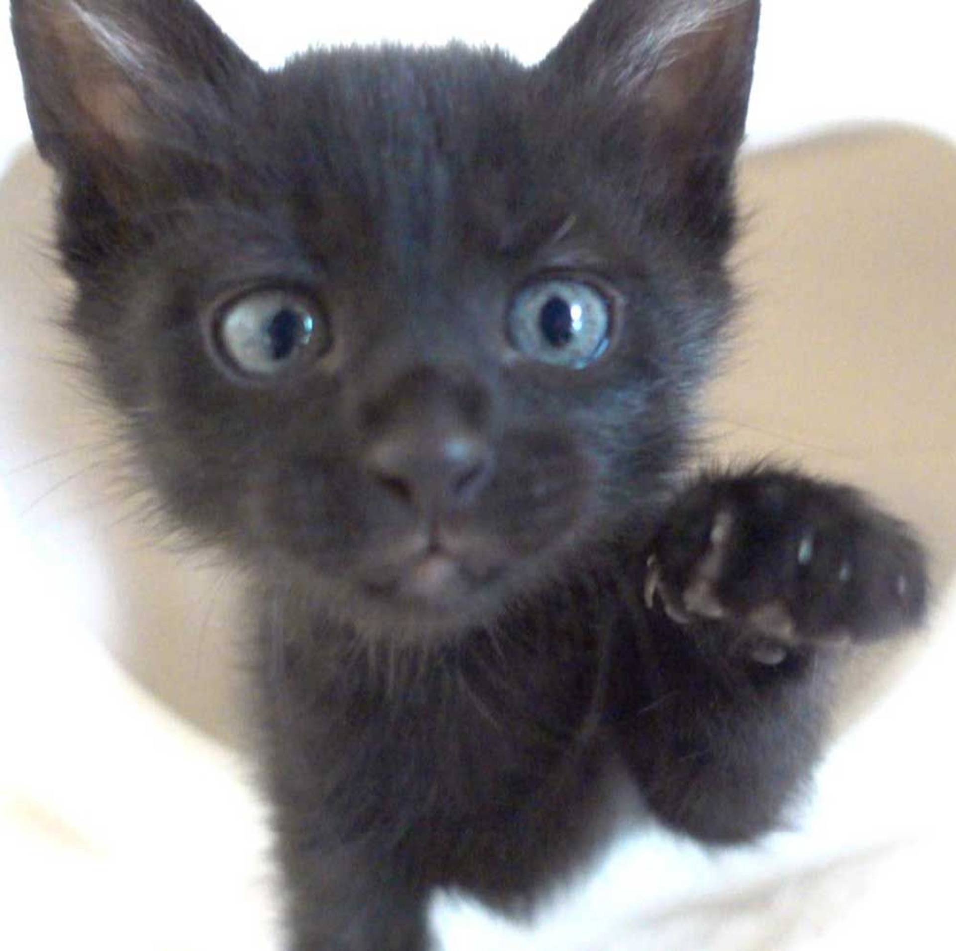 雑種（ミックス猫）・オスの里親募集の写真