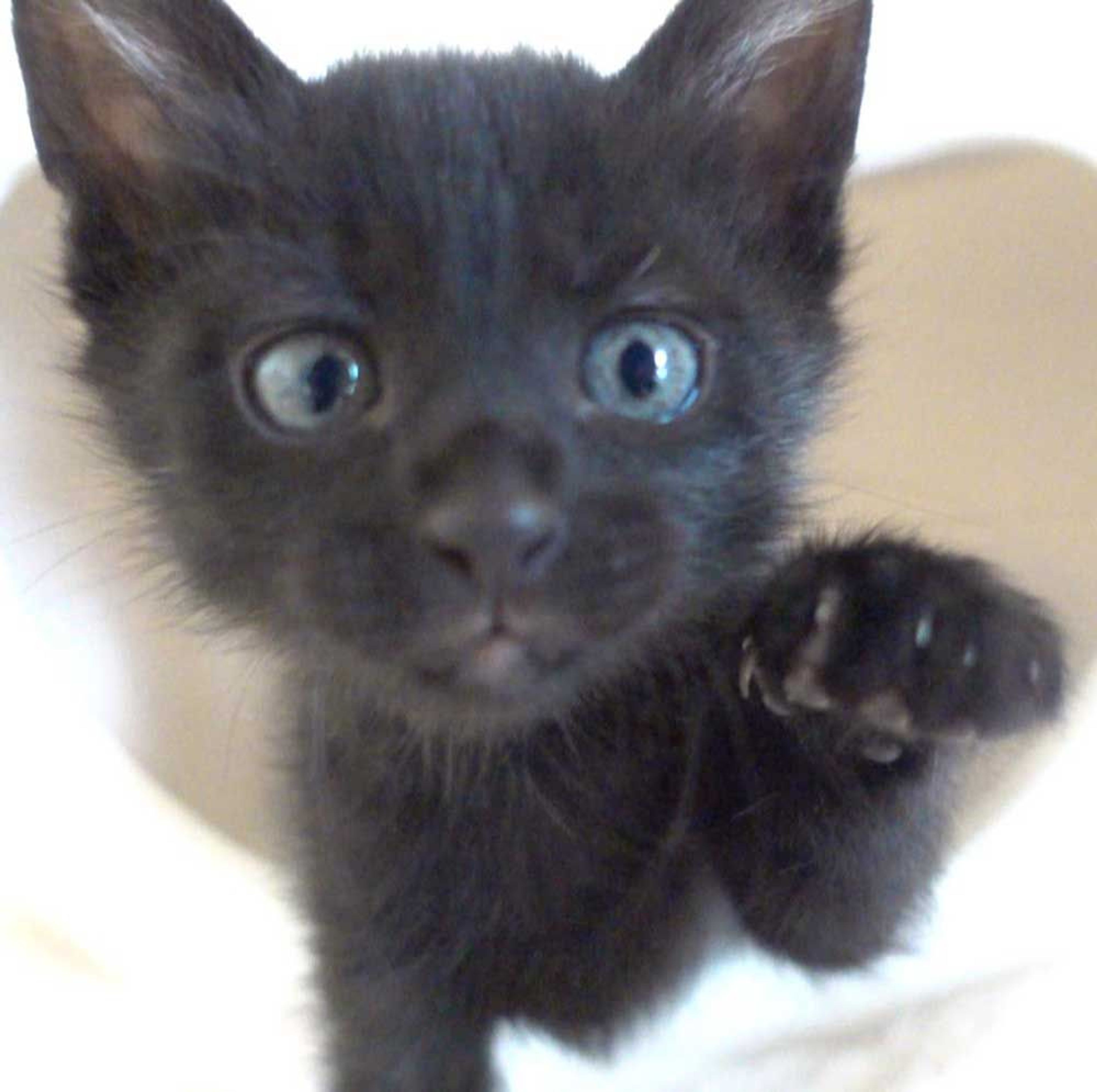 雑種（ミックス猫）・オスの里親募集の写真