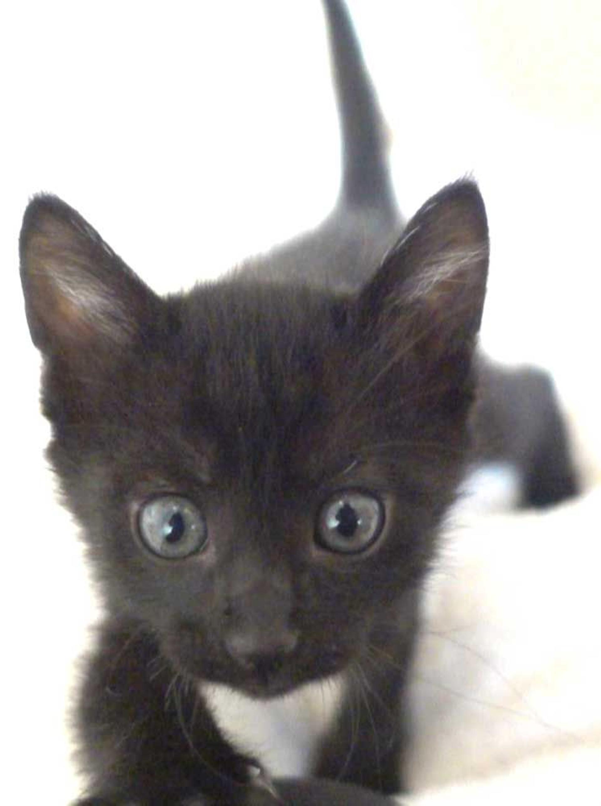 pet-image-3