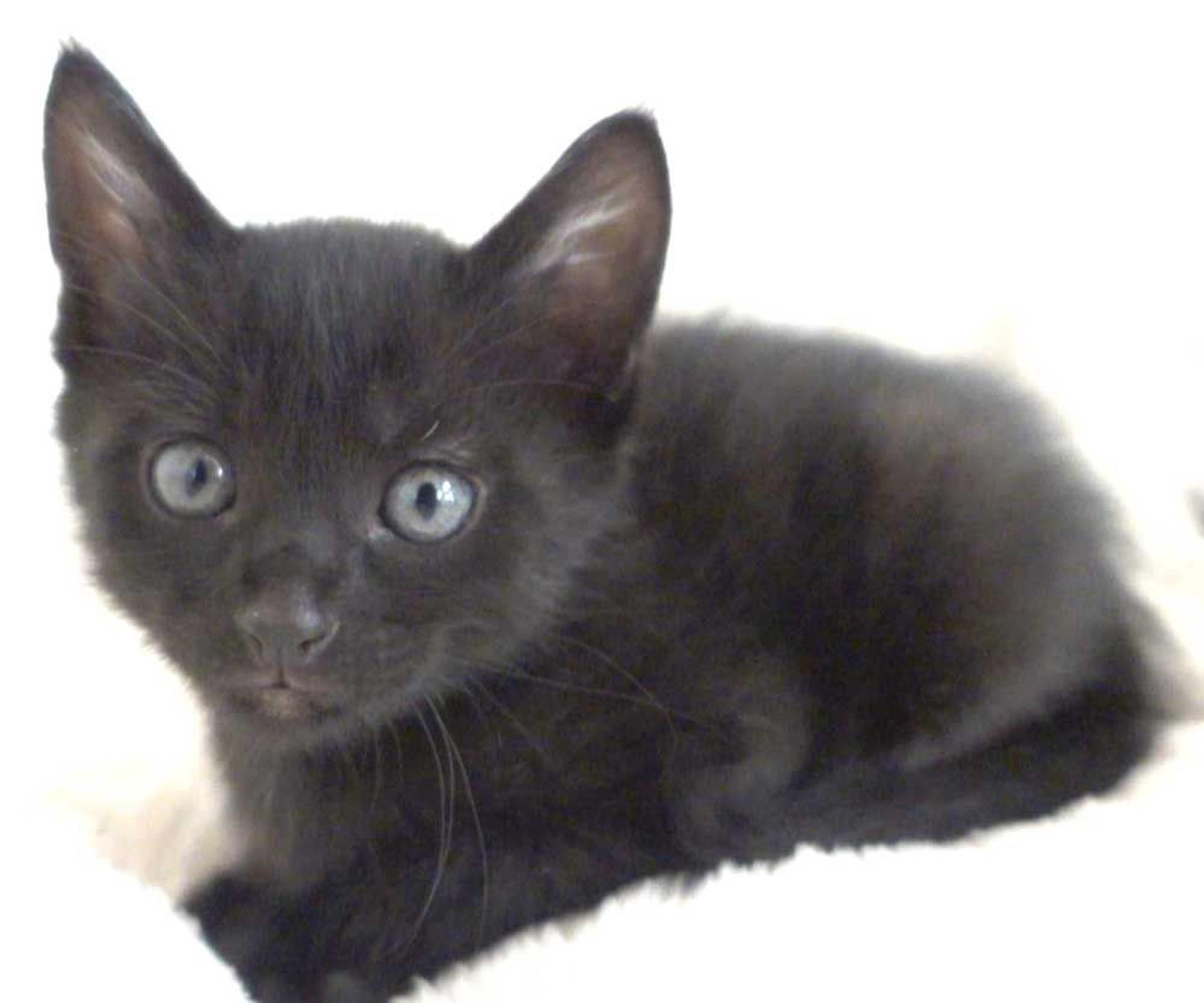 pet-image-6
