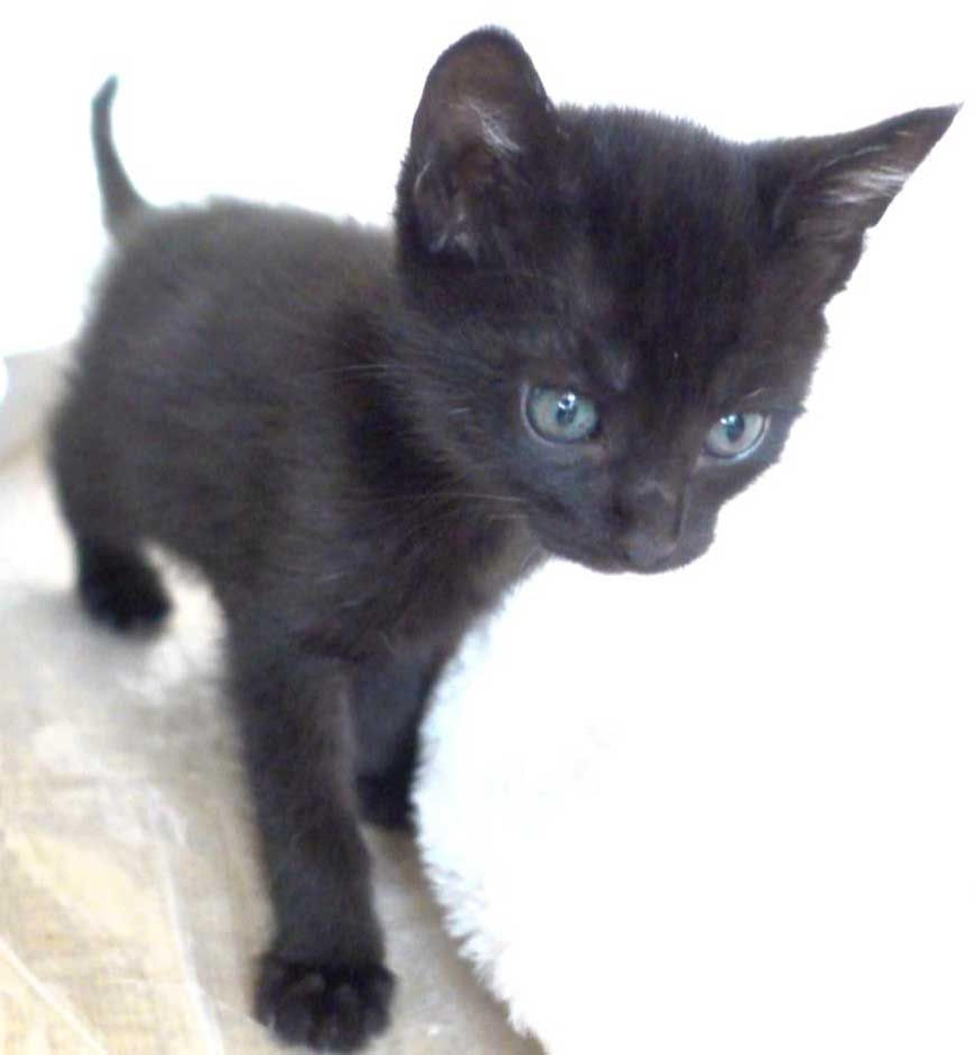 pet-image-7