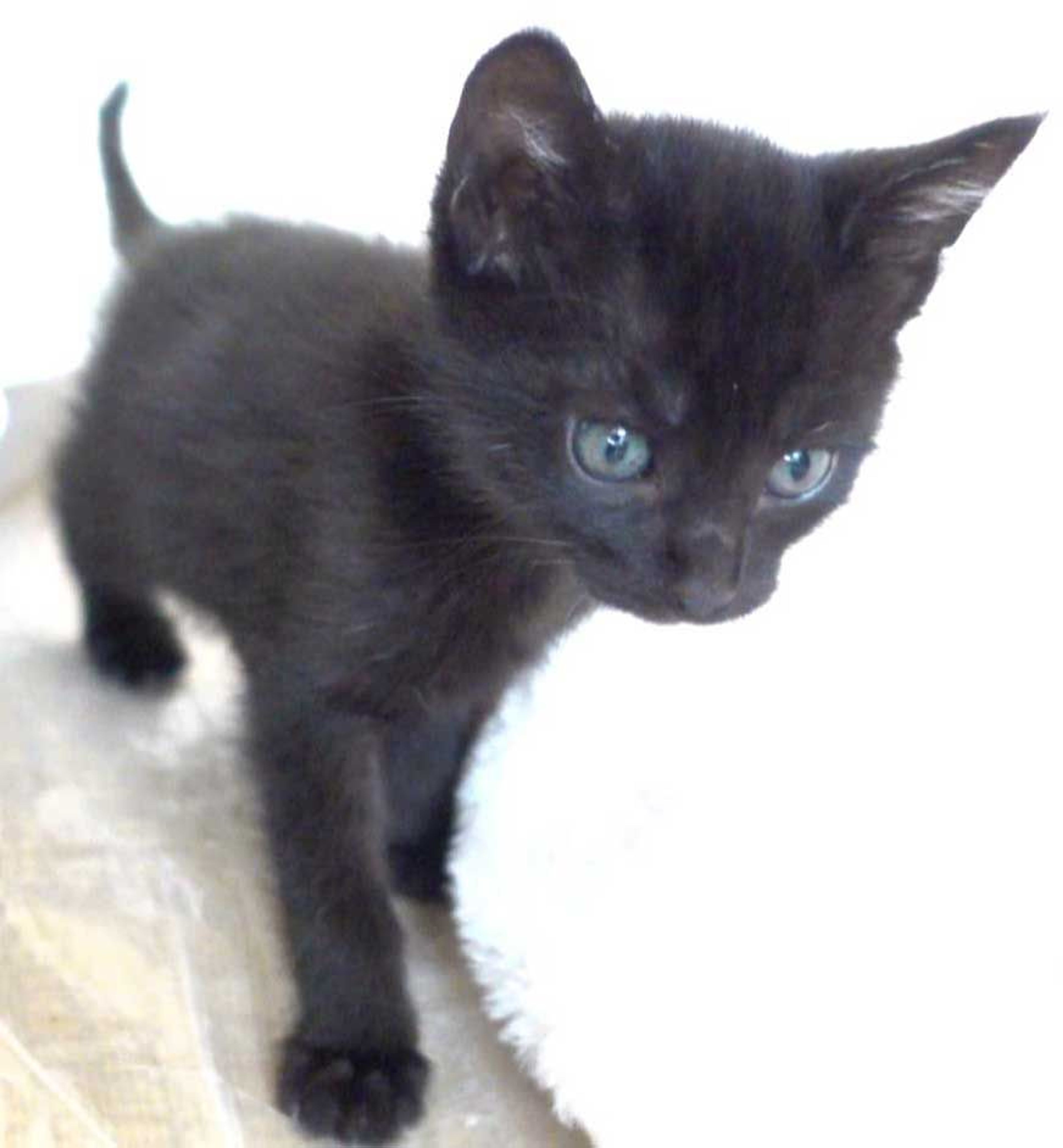pet-image-7