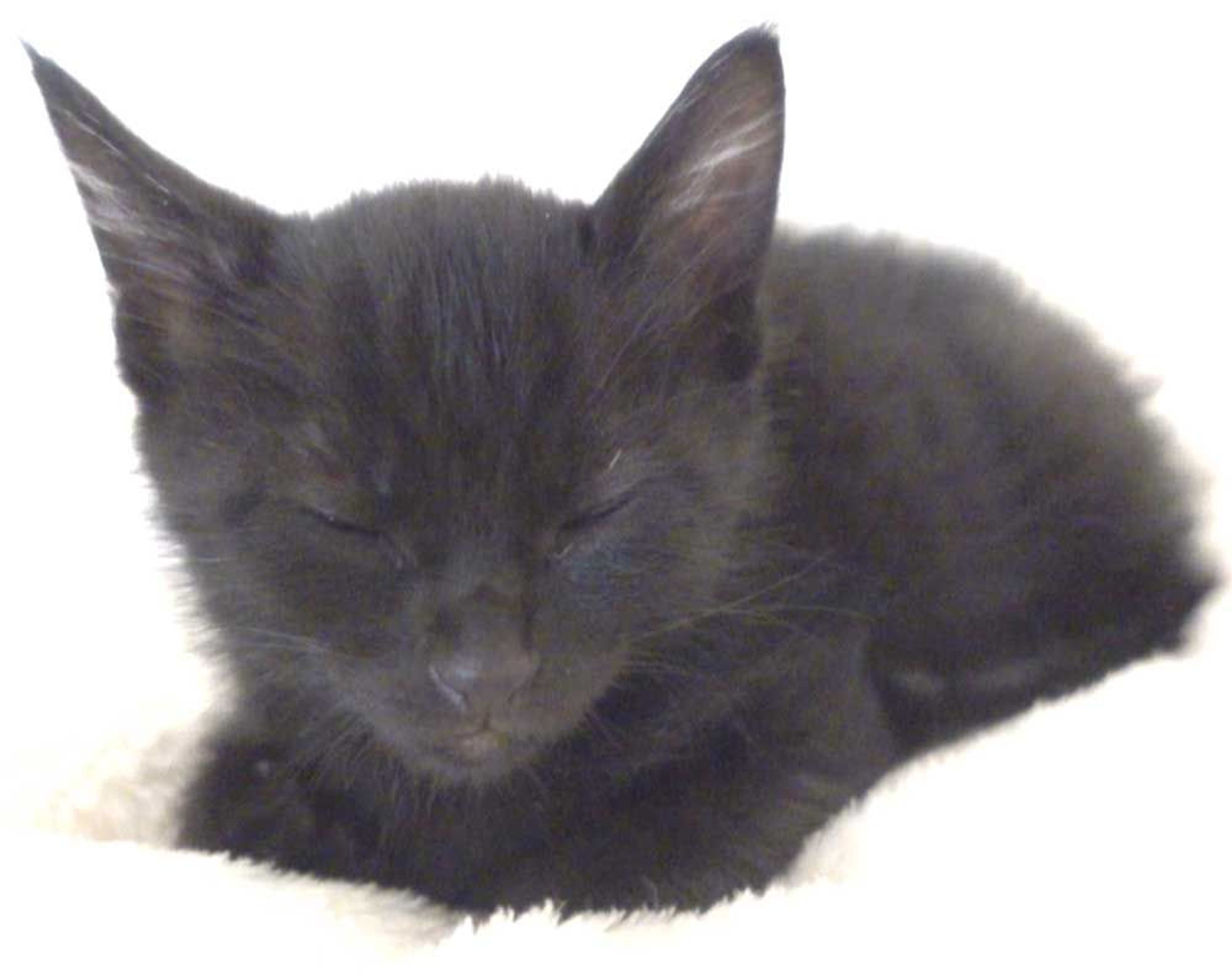 pet-image-8