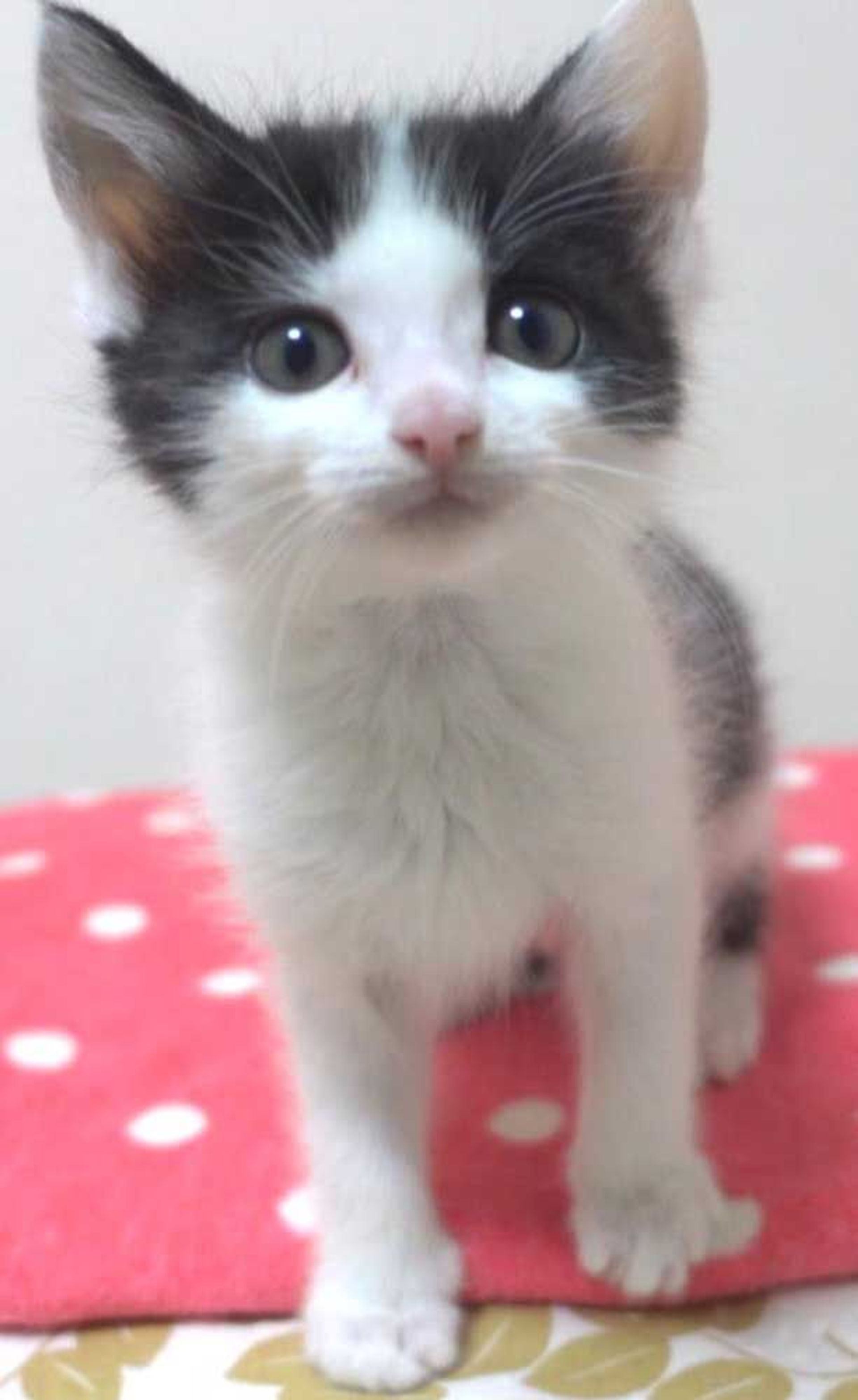 雑種（ミックス猫）・メスの里親募集の写真