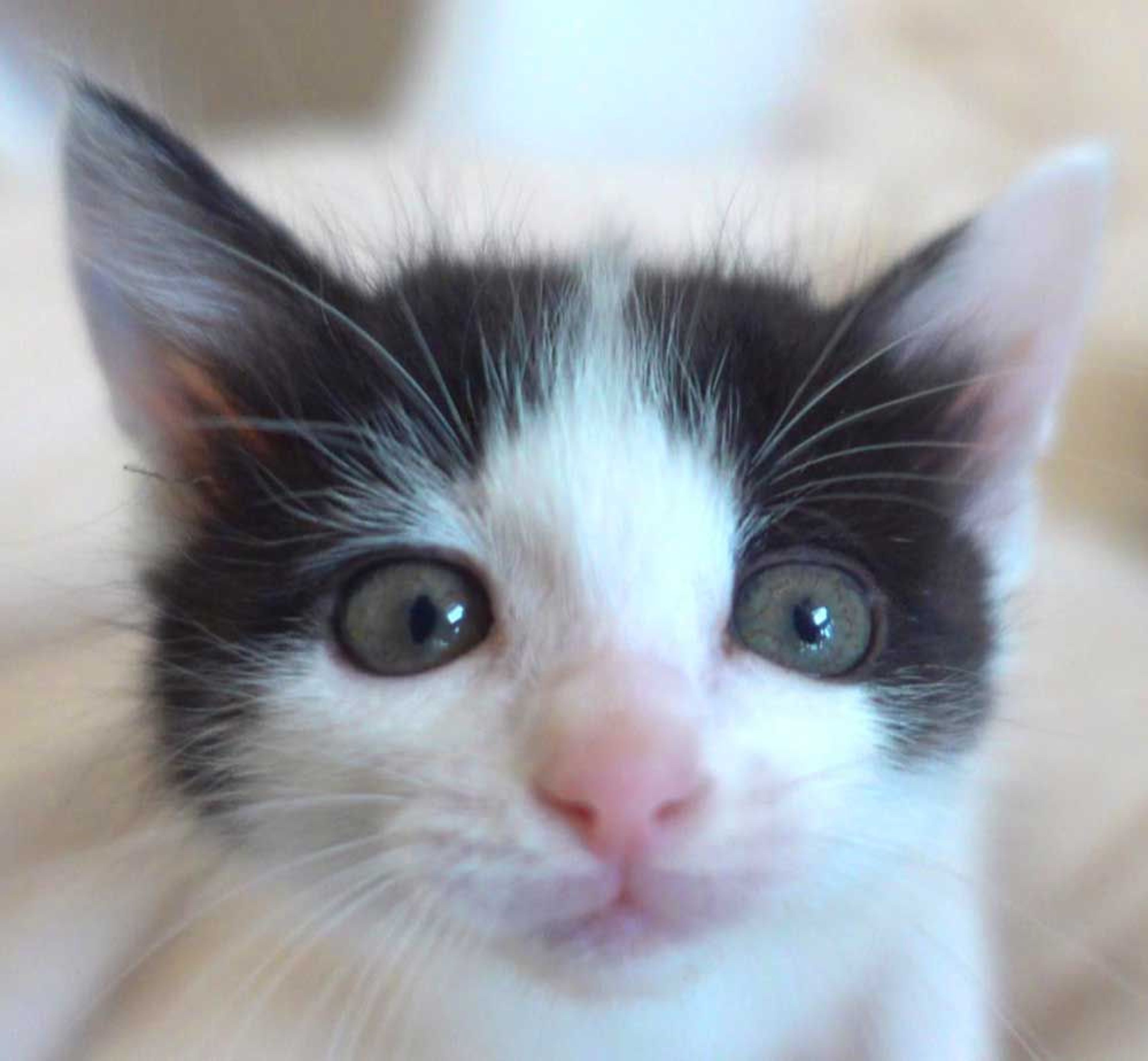 pet-image-3