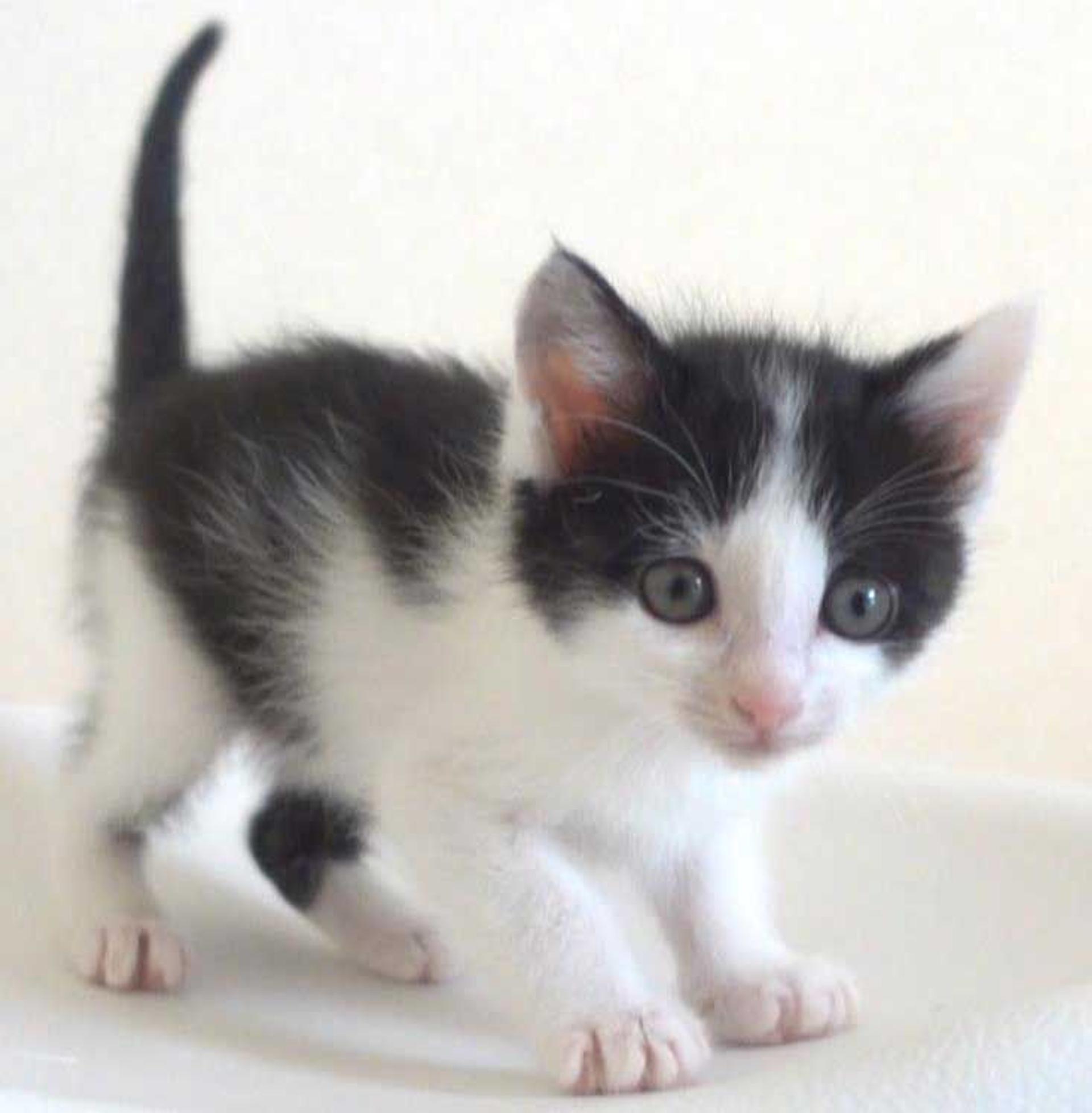 pet-image-5