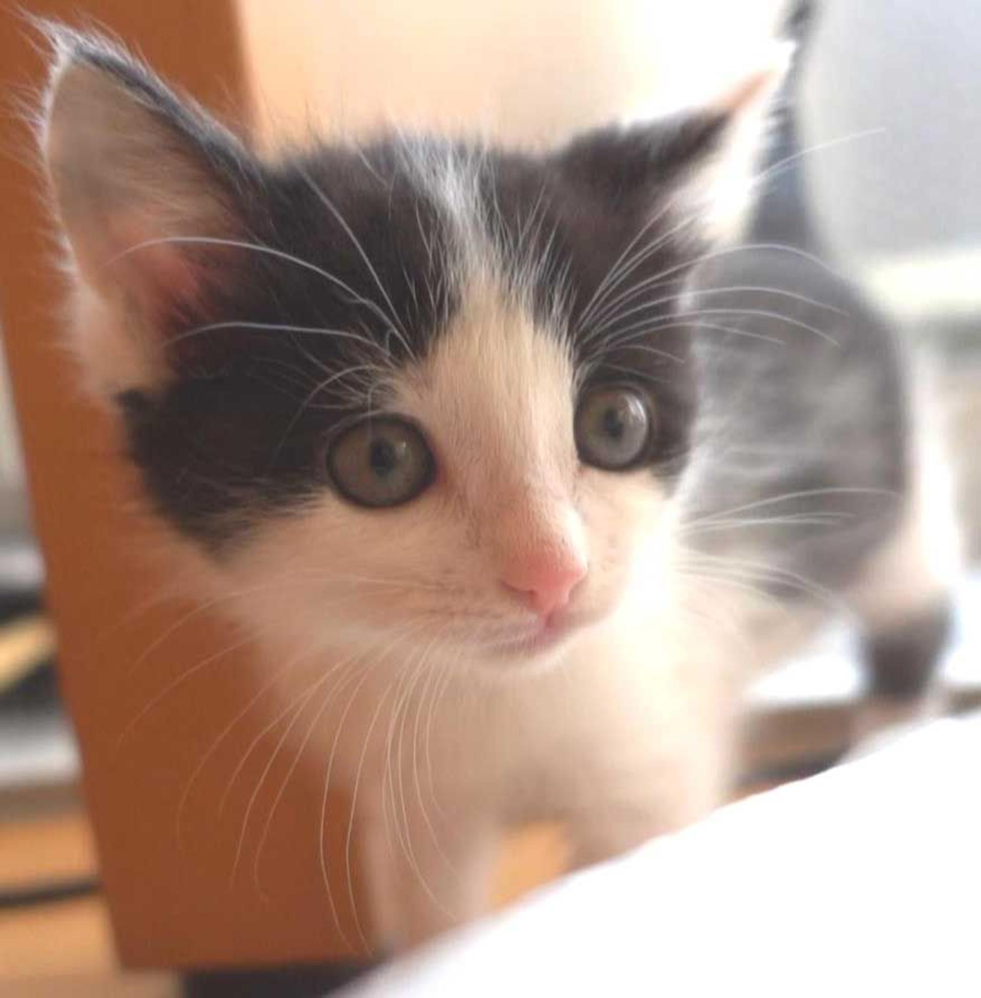 pet-image-6