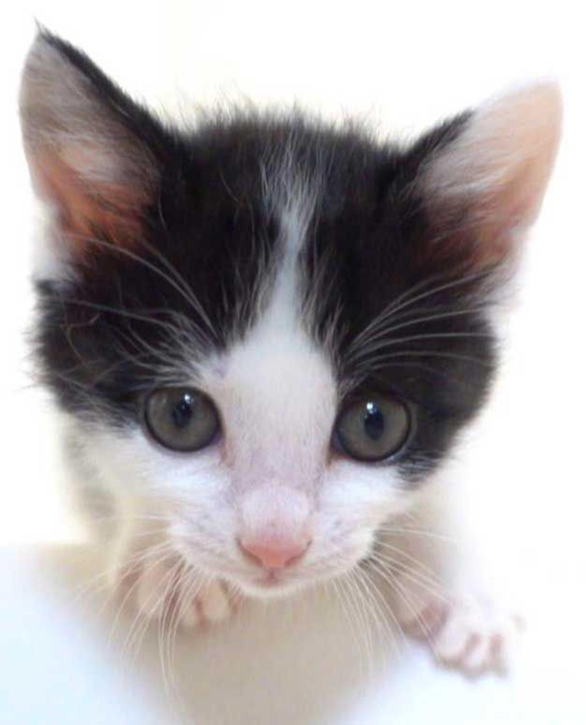 pet-image-8