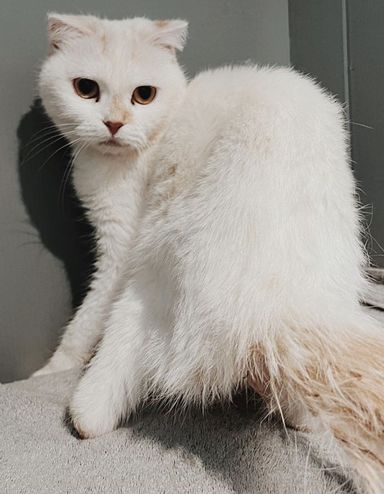 ピローの写真