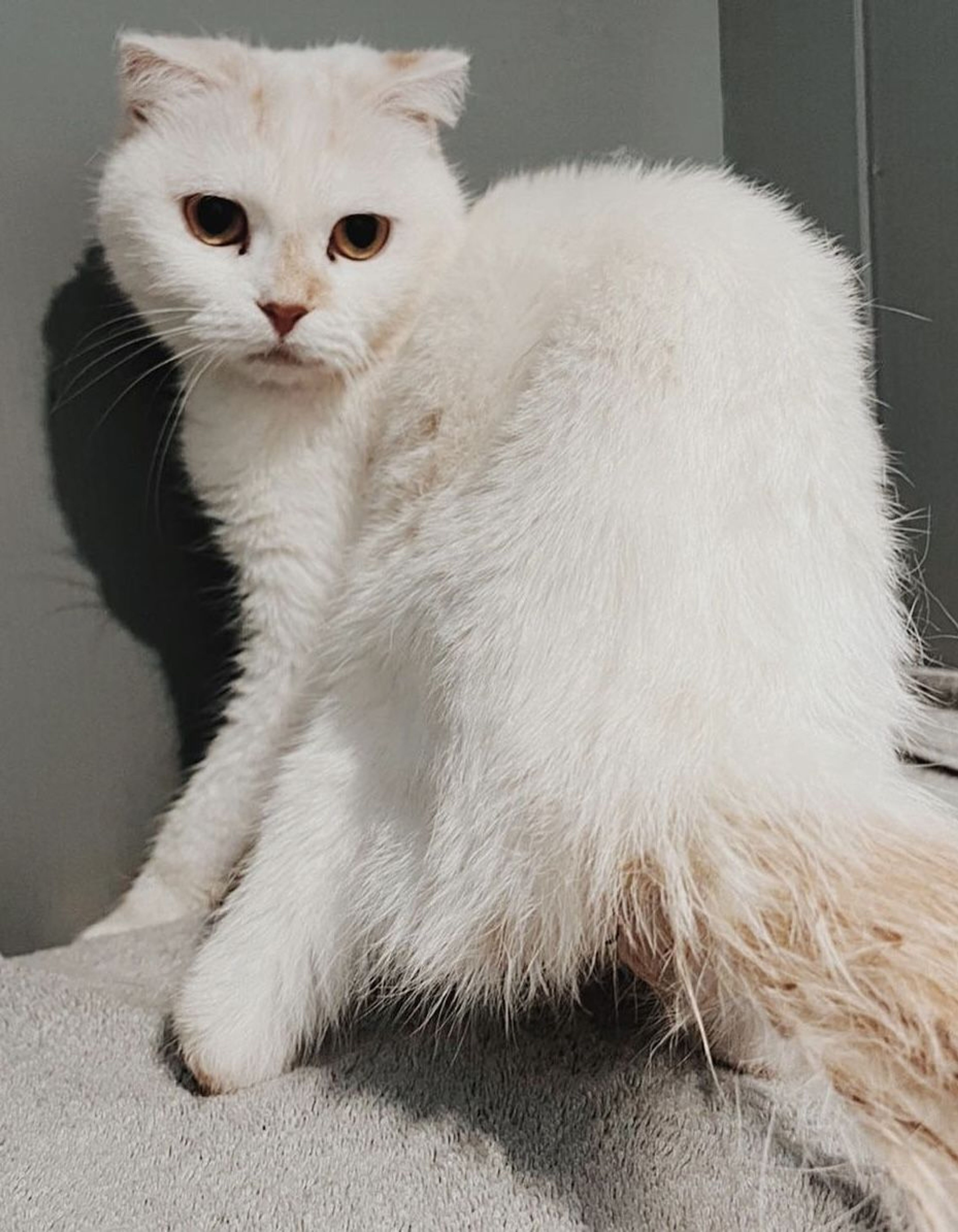 スコティッシュフォールド・メスの里親募集の写真