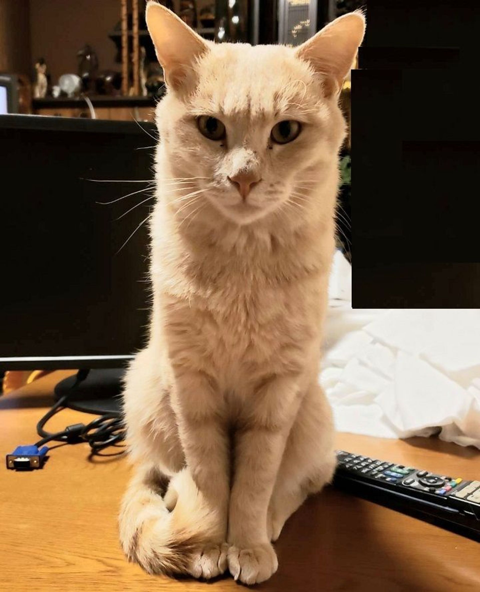 雑種（ミックス猫）・オスの里親募集の写真