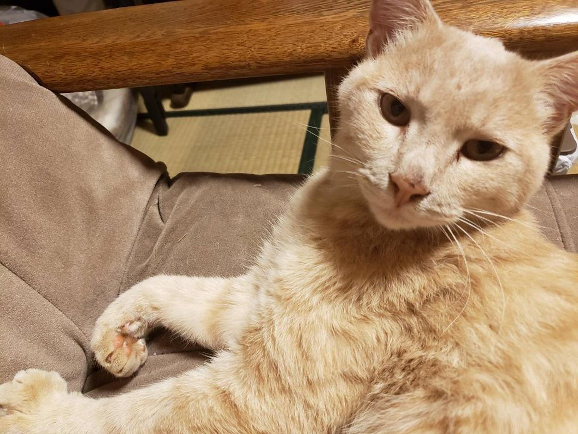 pet-image-2