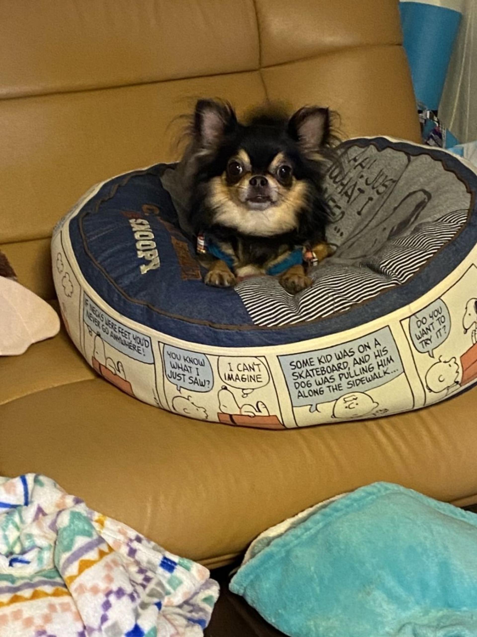 pet-image-3