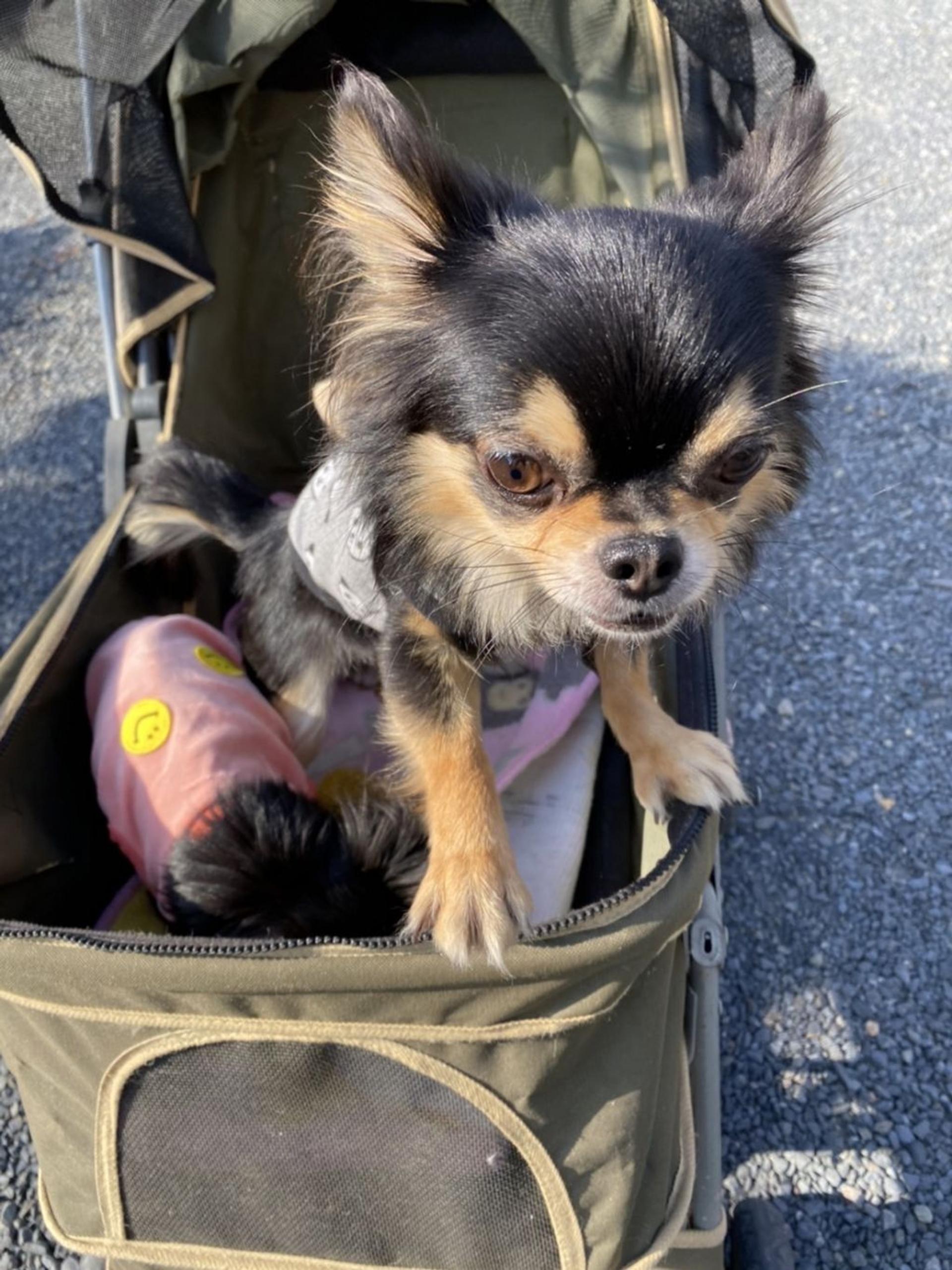 pet-image-4
