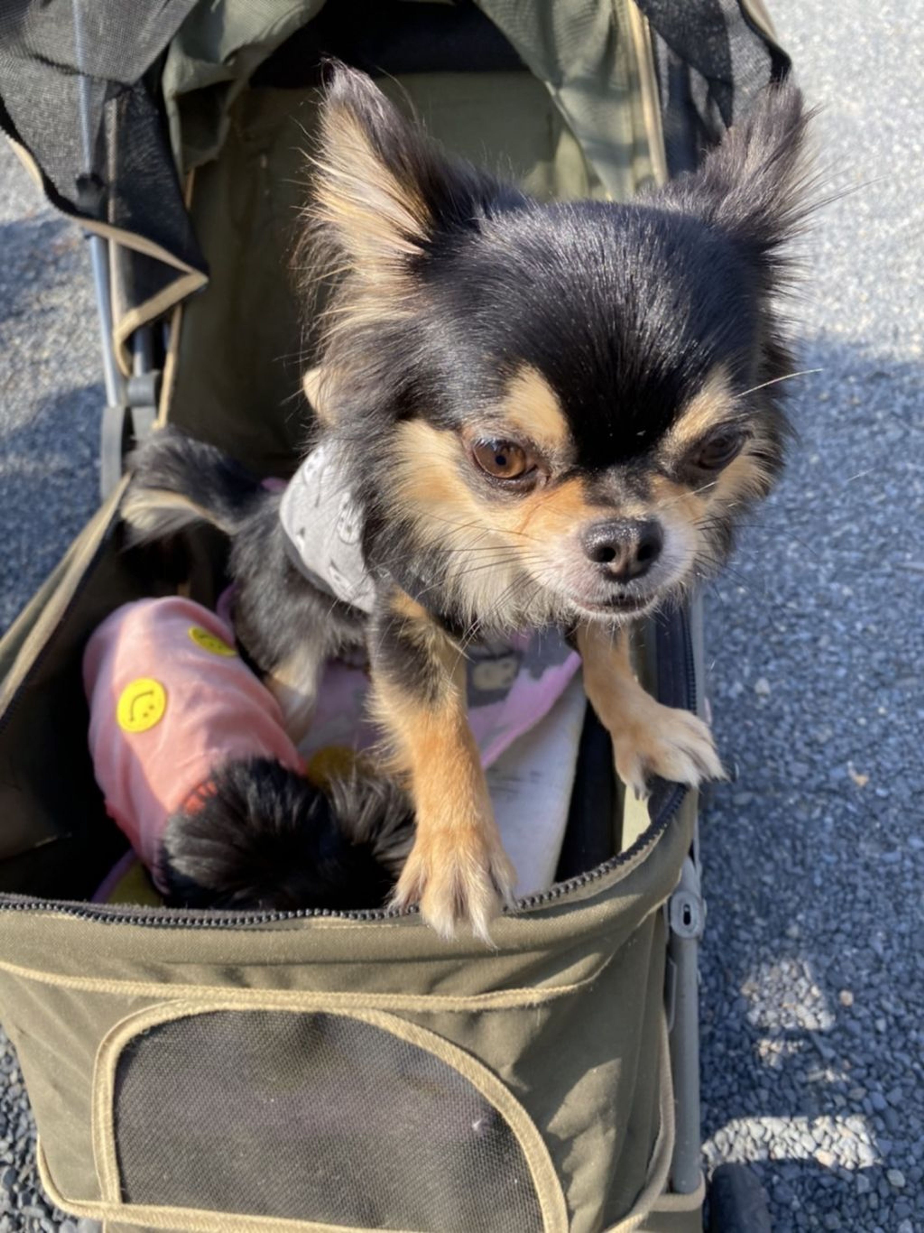 pet-image-4