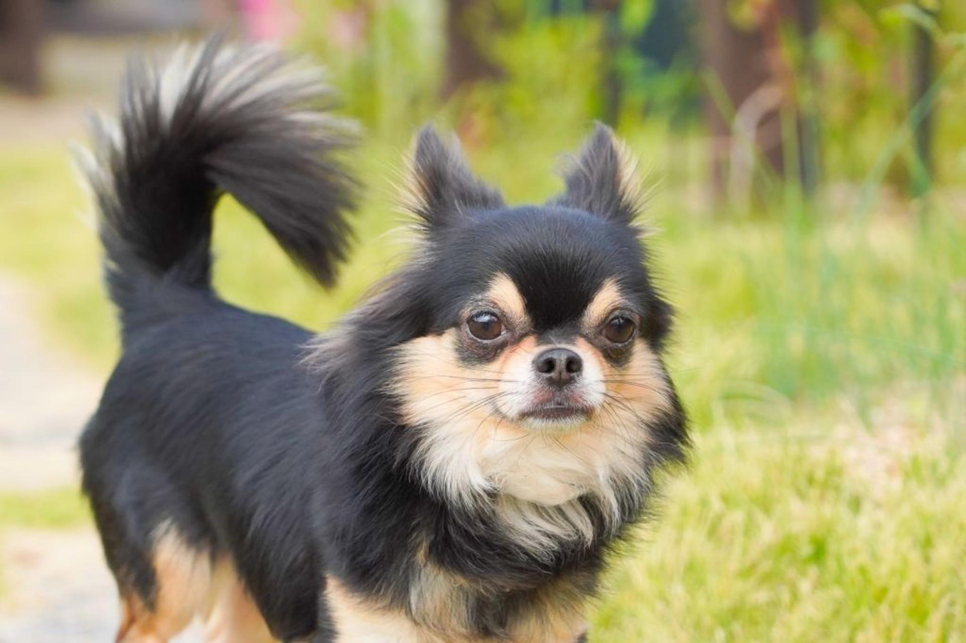 pet-image-8
