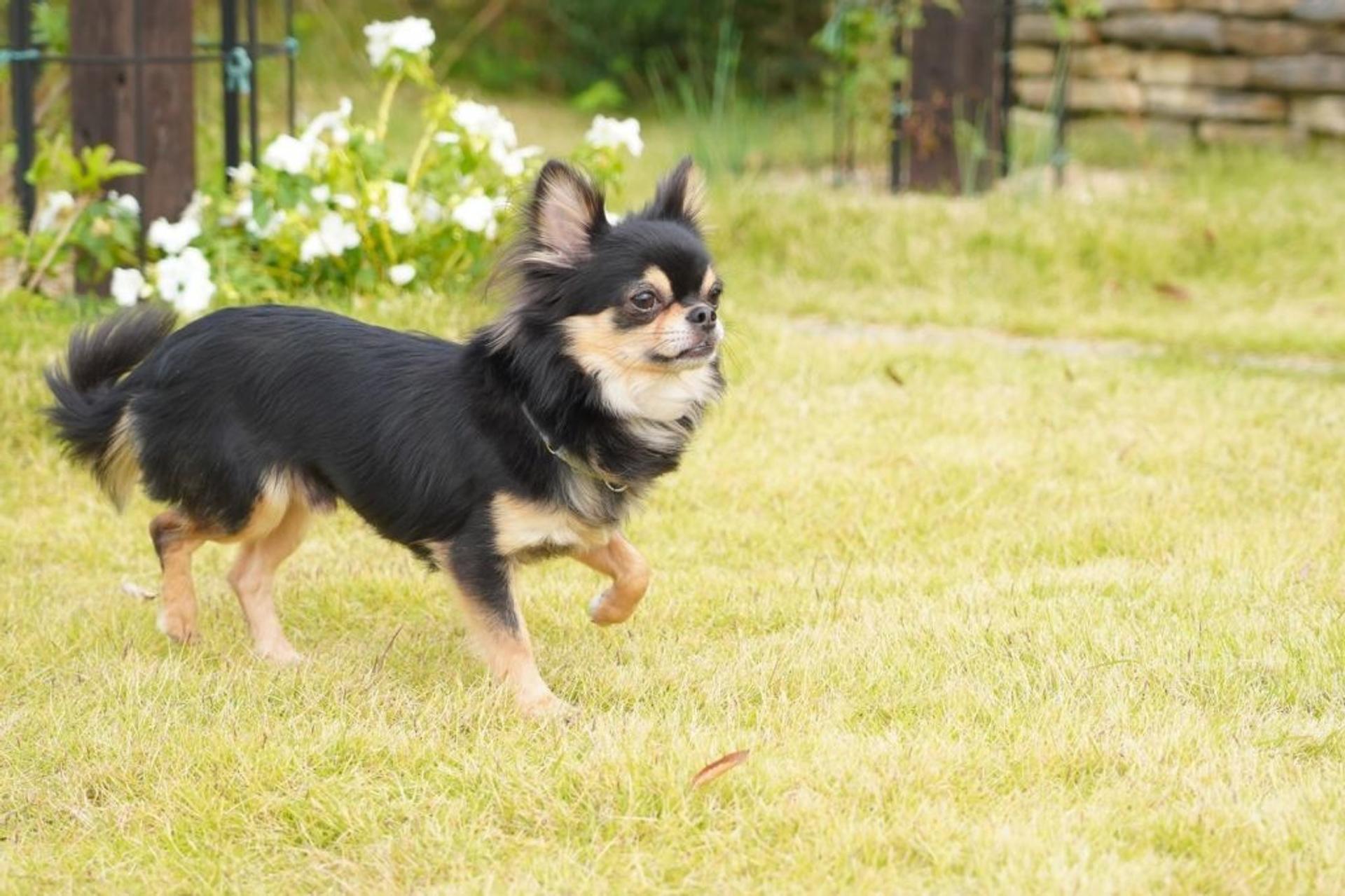 pet-image-9