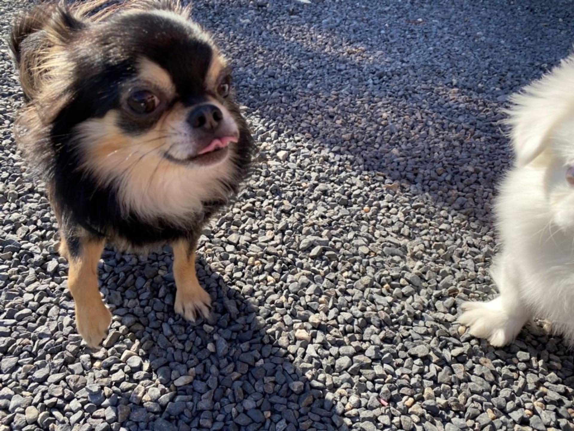 pet-image-10