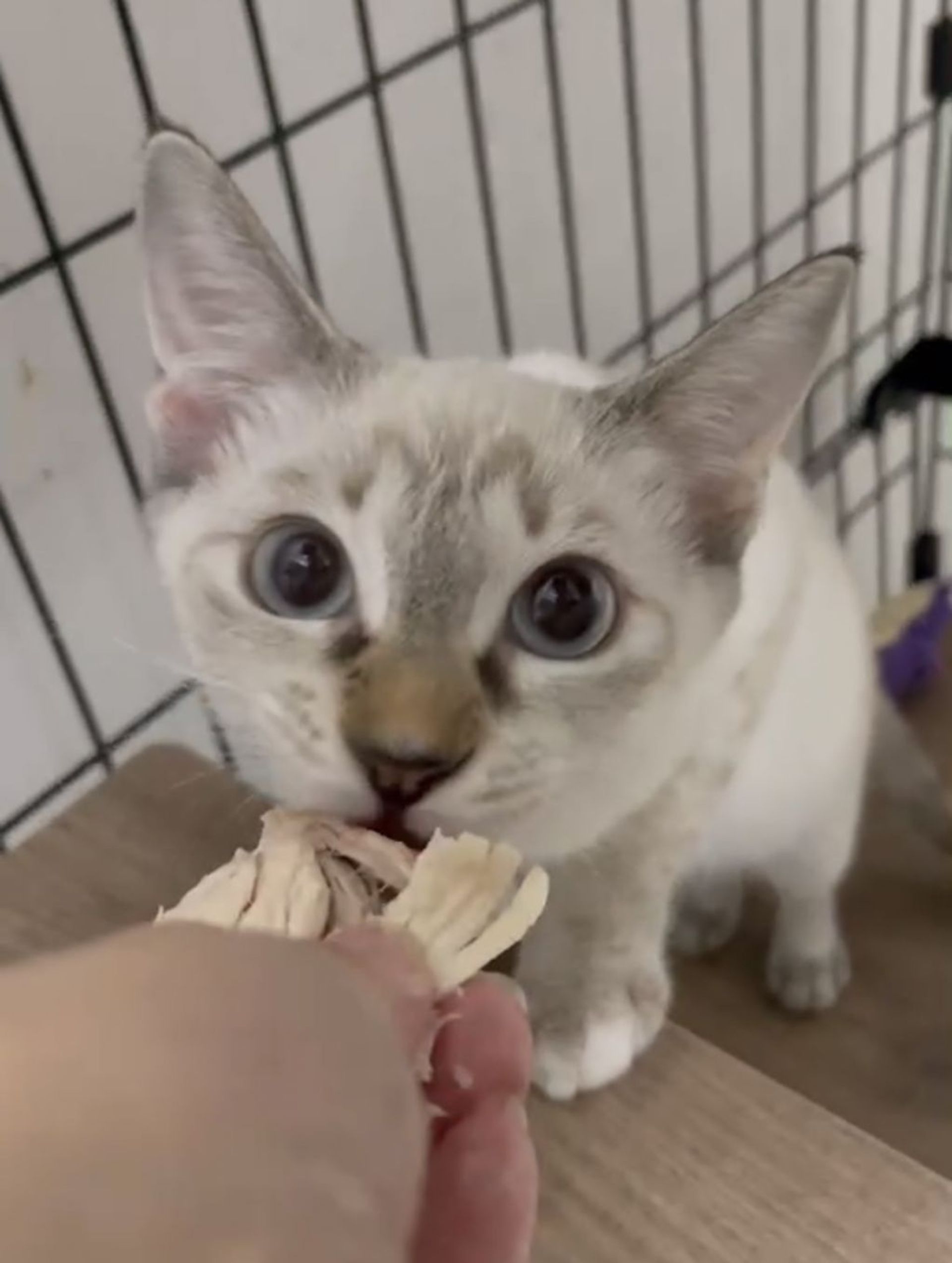 雑種（ミックス猫）・メスの里親募集の写真