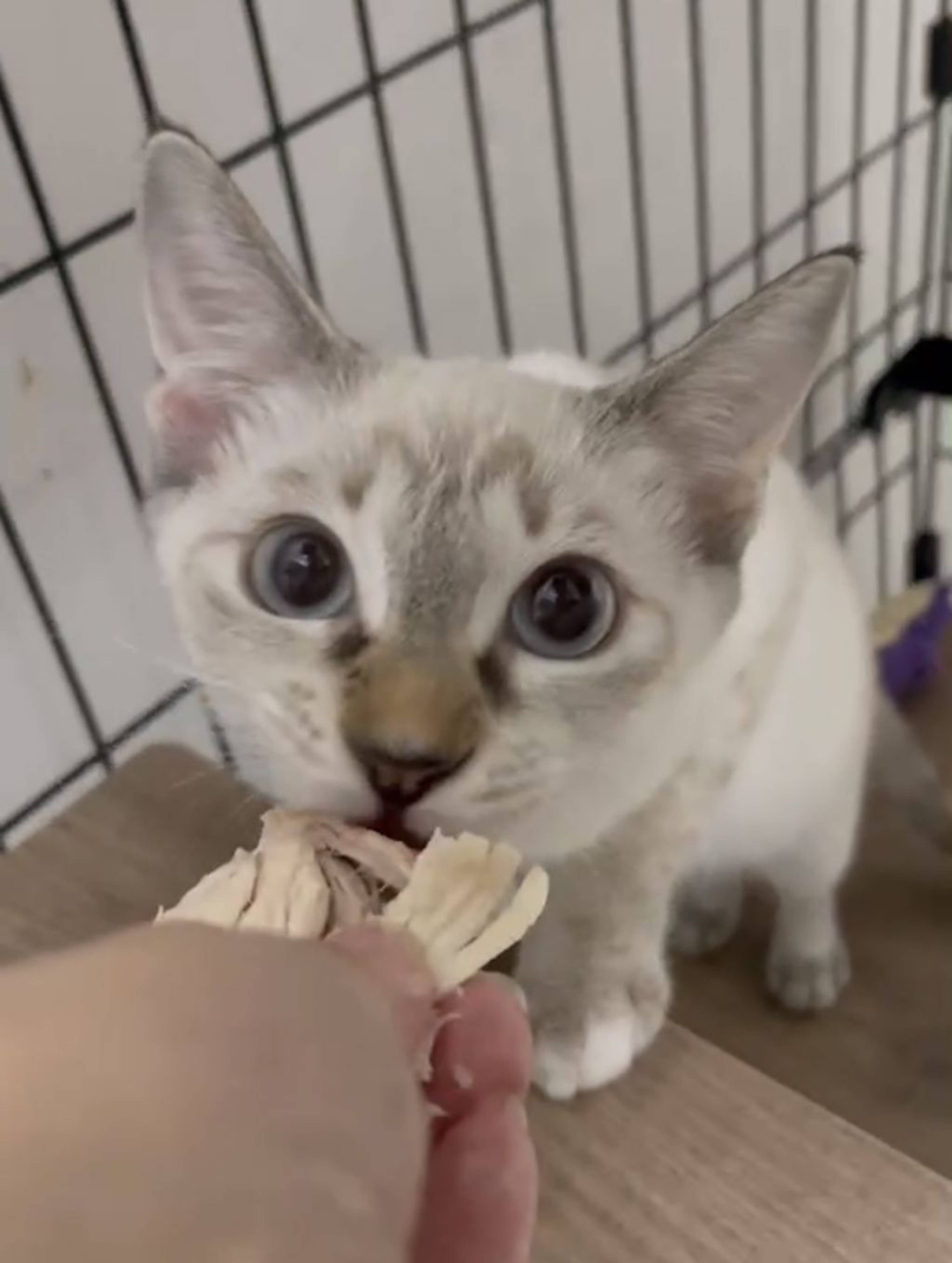 雑種（ミックス猫）・メスの里親募集の写真