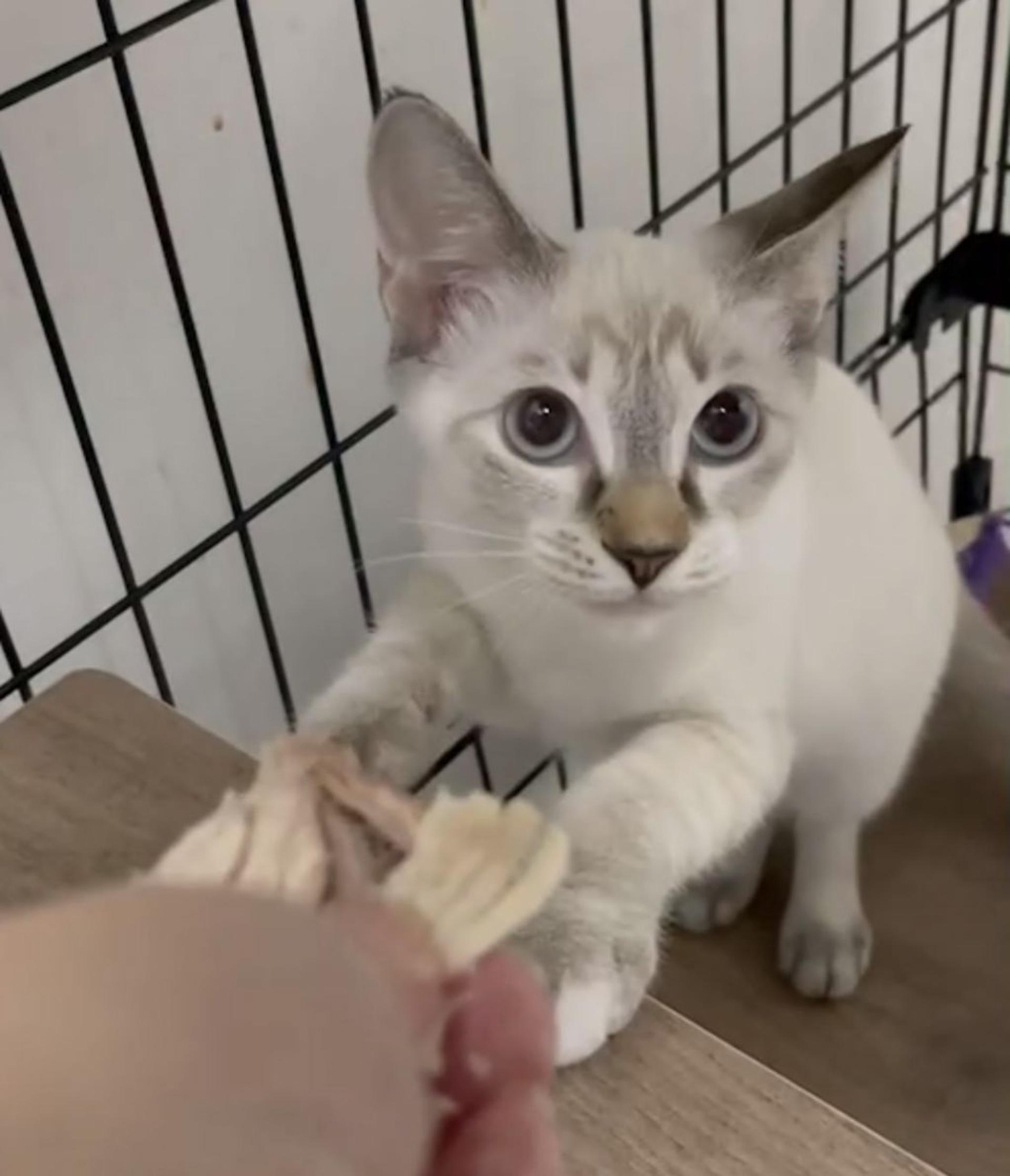 pet-image-4