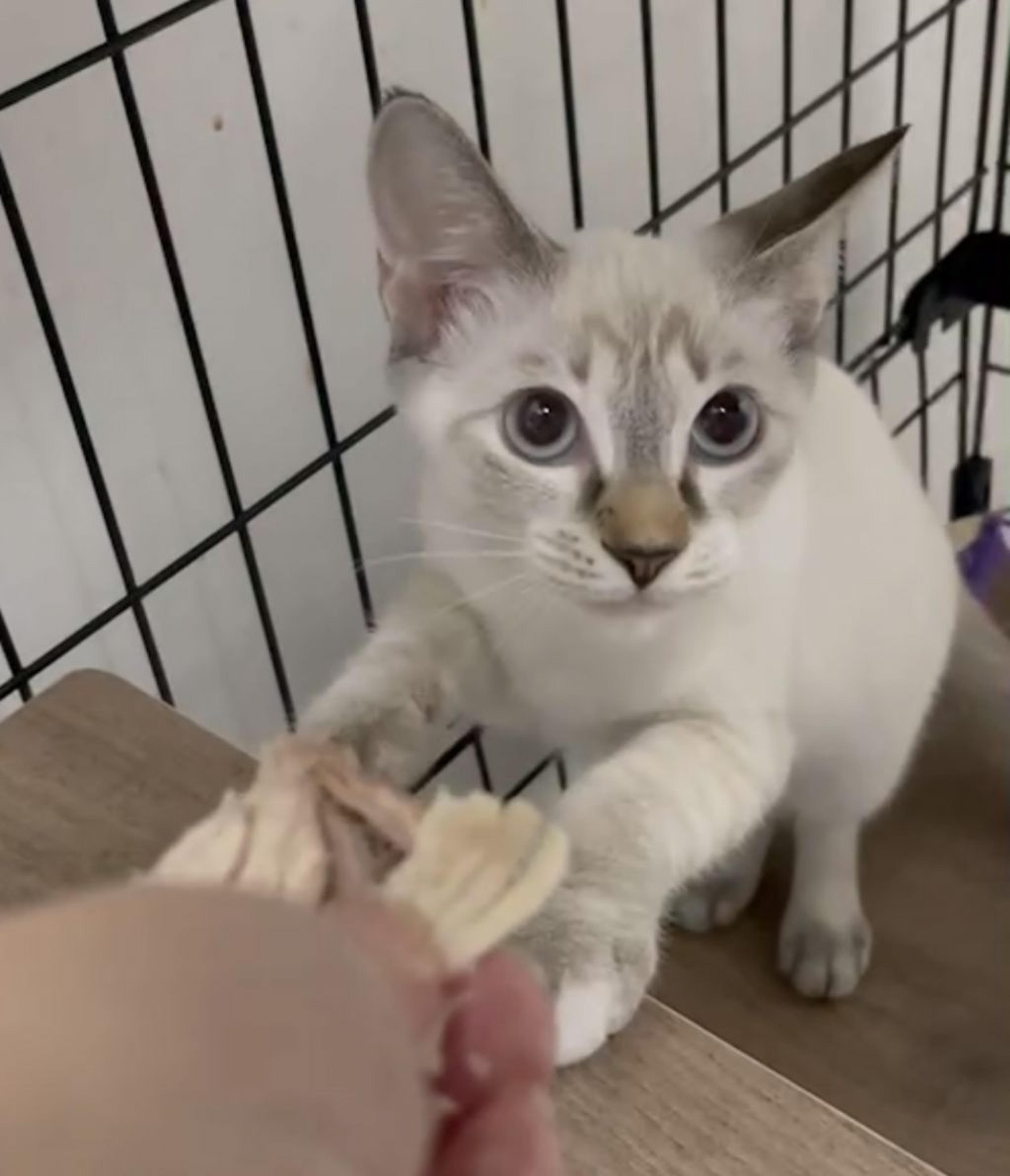 pet-image-4