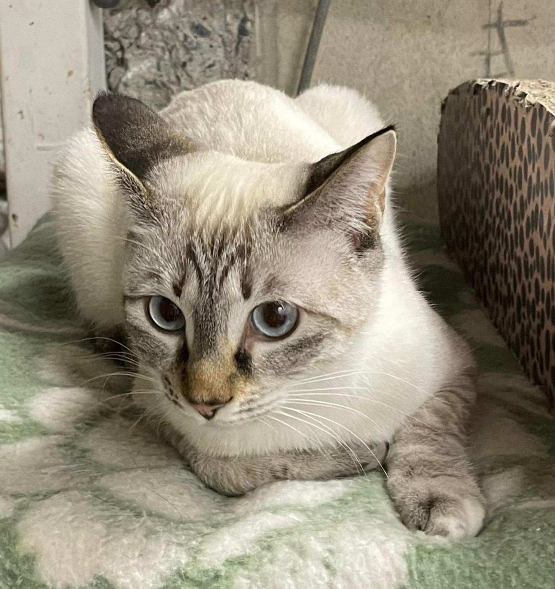 pet-image-6