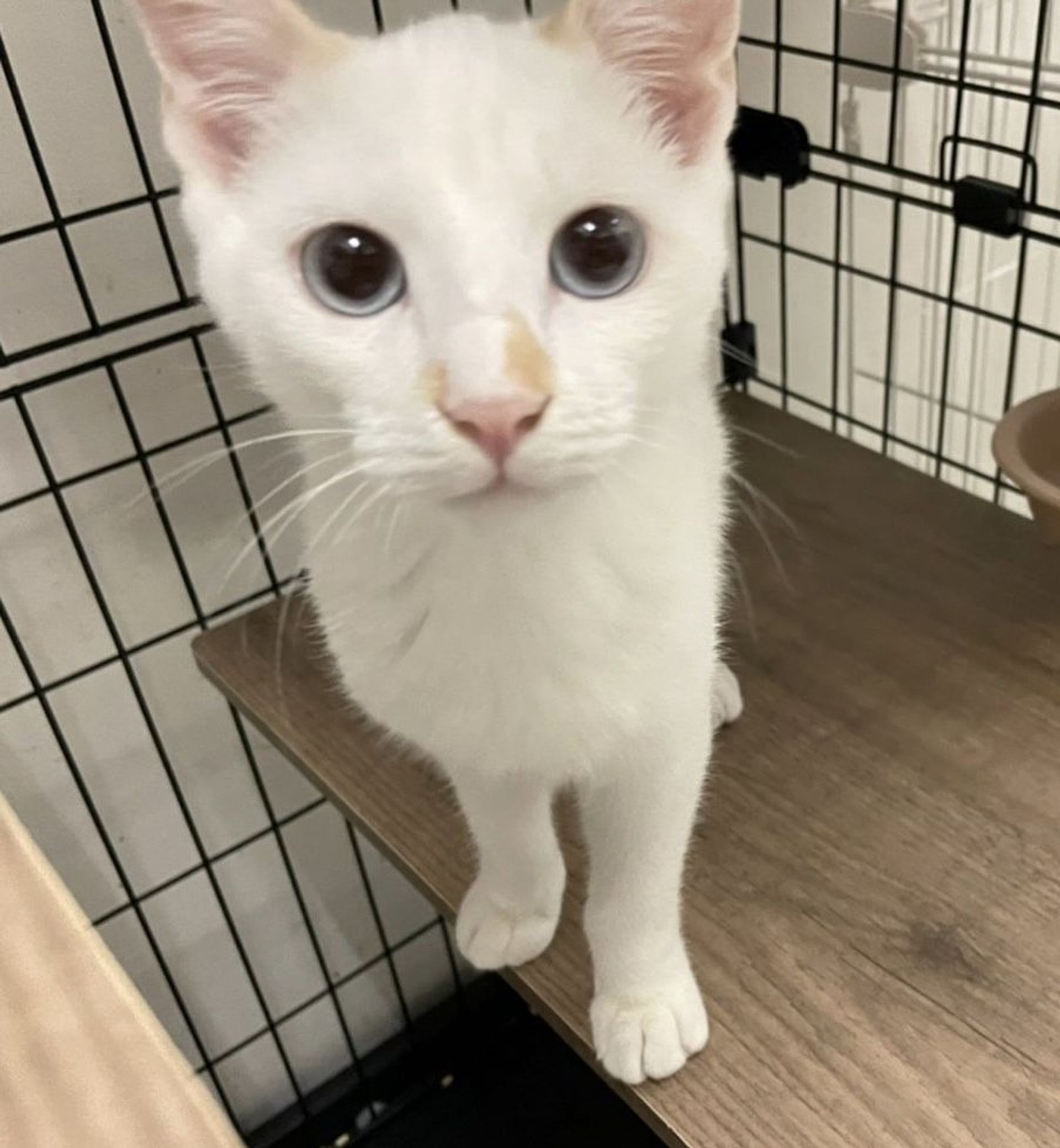 雑種（ミックス猫）・オスの里親募集の写真