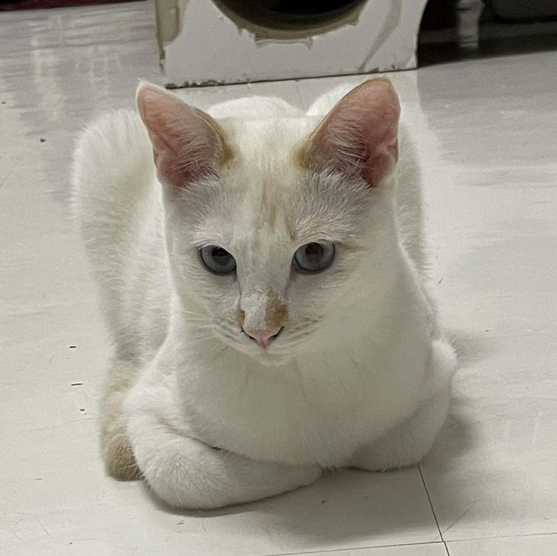 pet-image-5