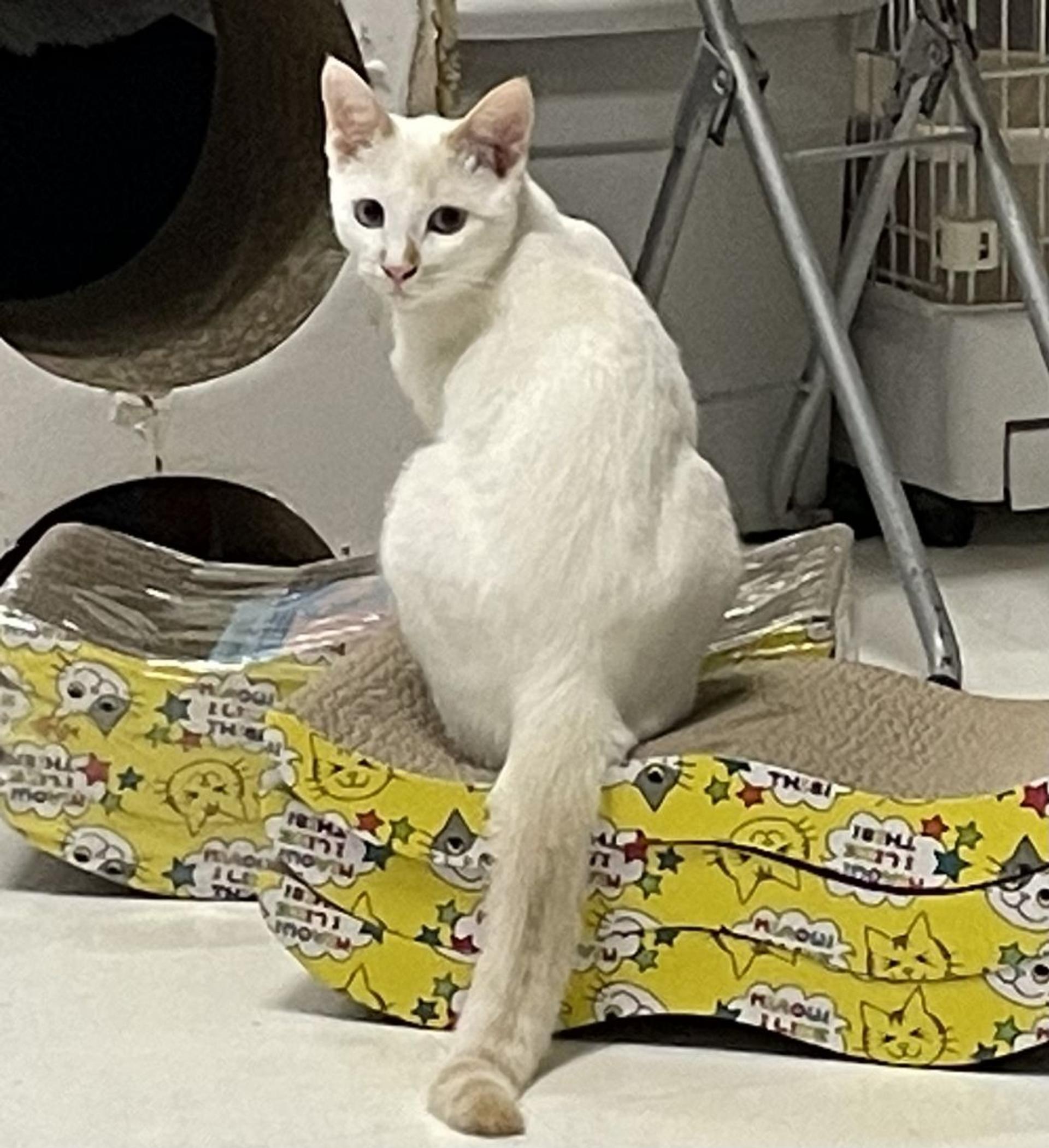 pet-image-6