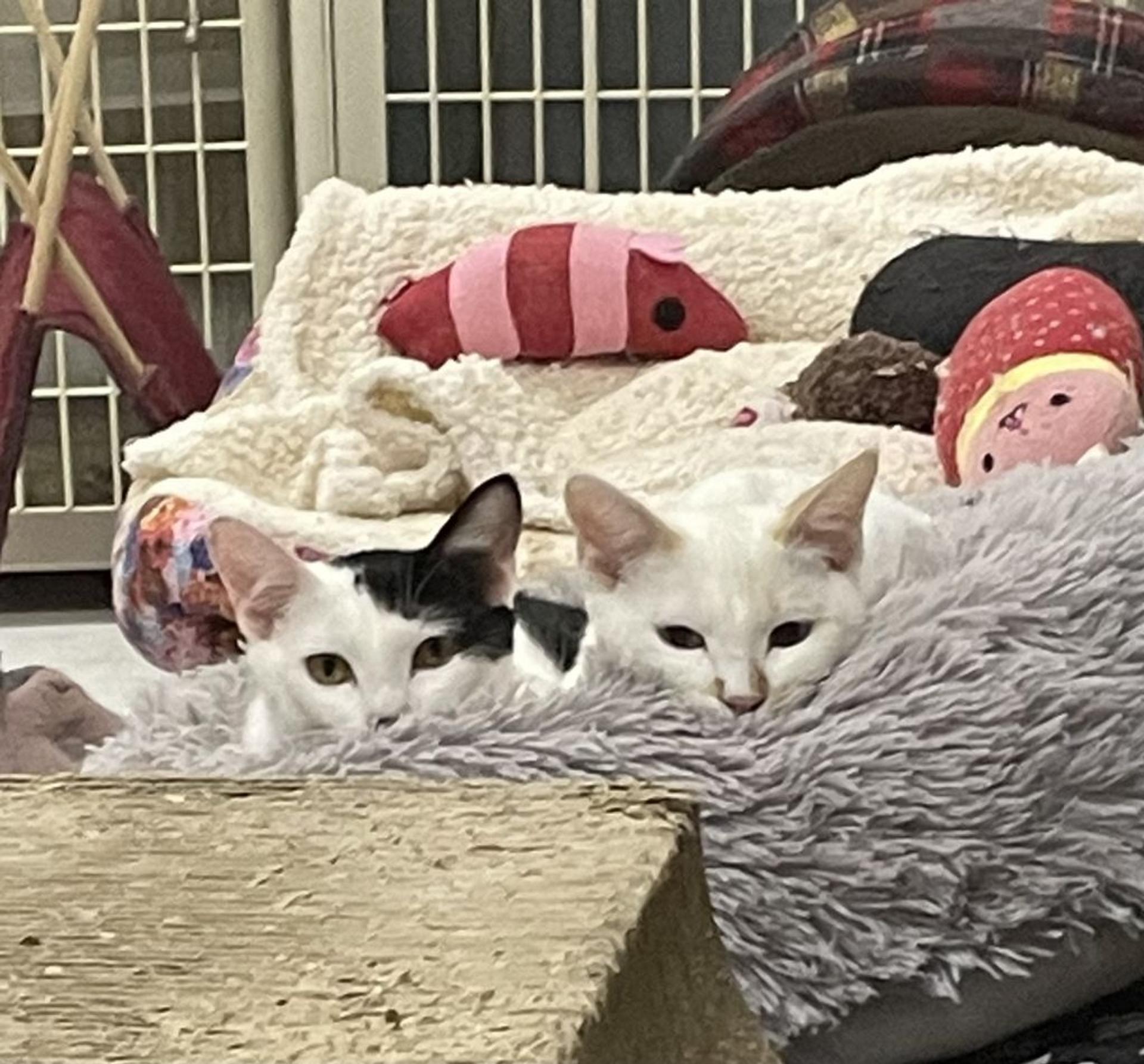 pet-image-3