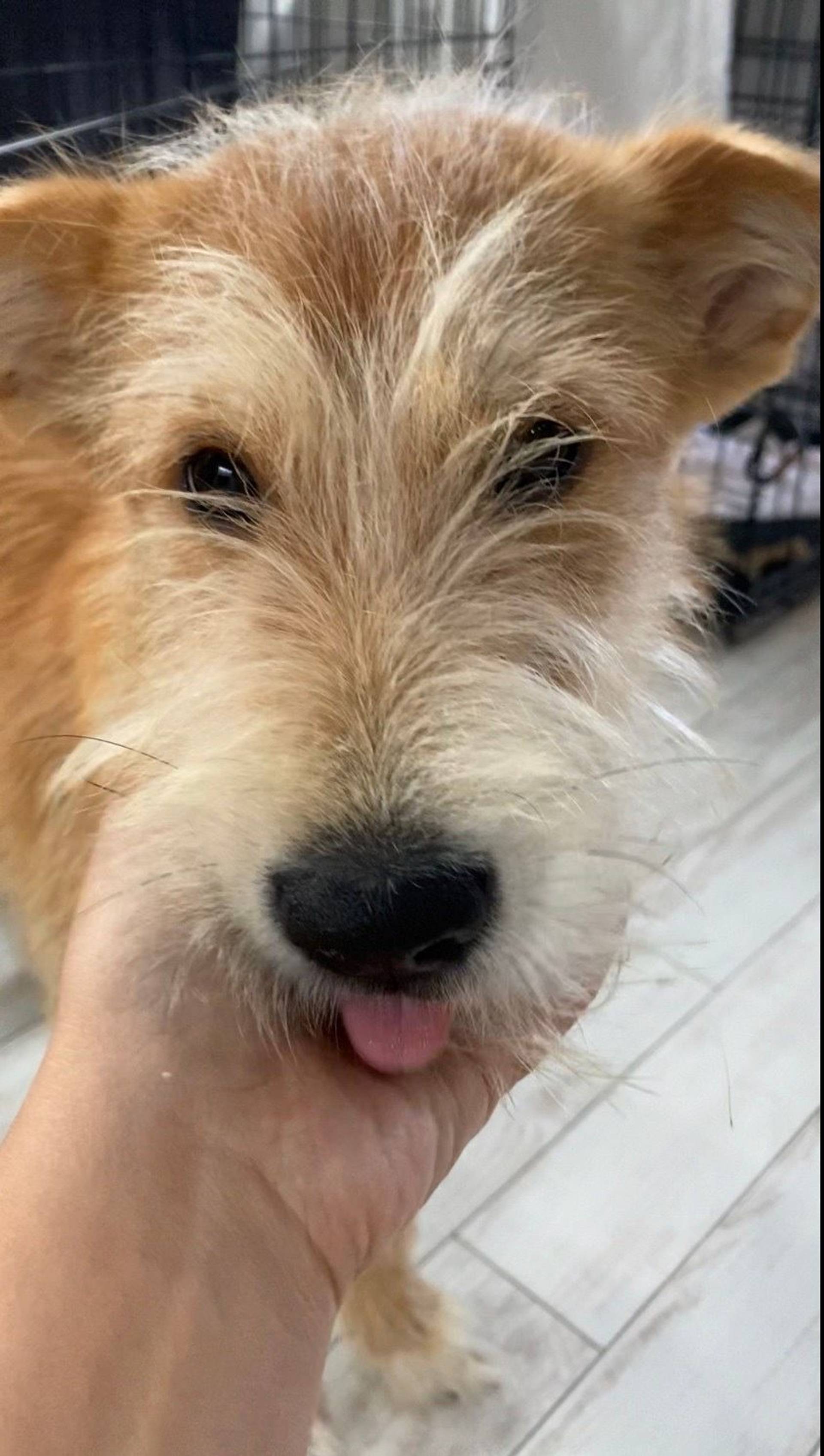 雑種（ミックス犬）・メスの里親募集の写真