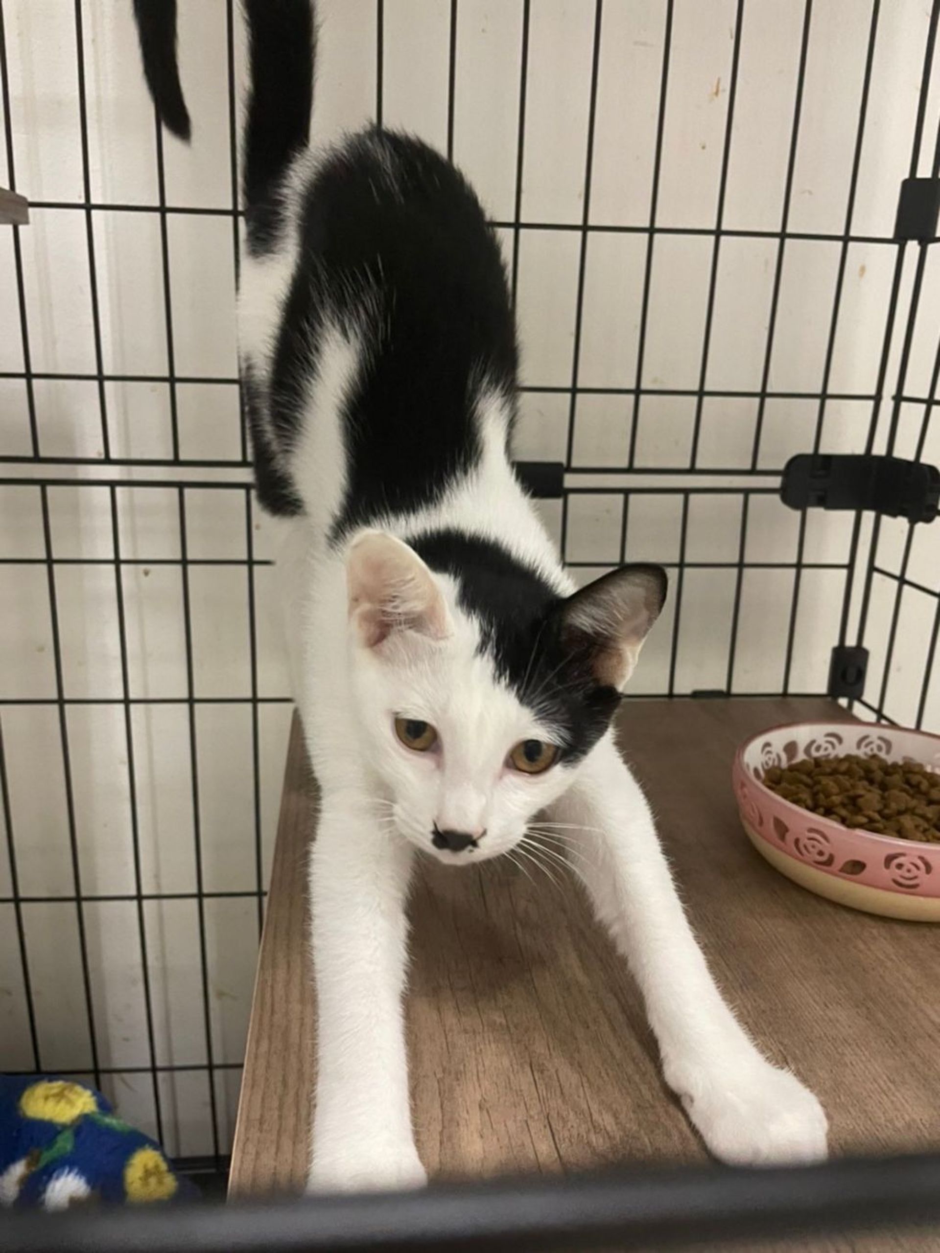 雑種（ミックス猫）・オスの里親募集の写真
