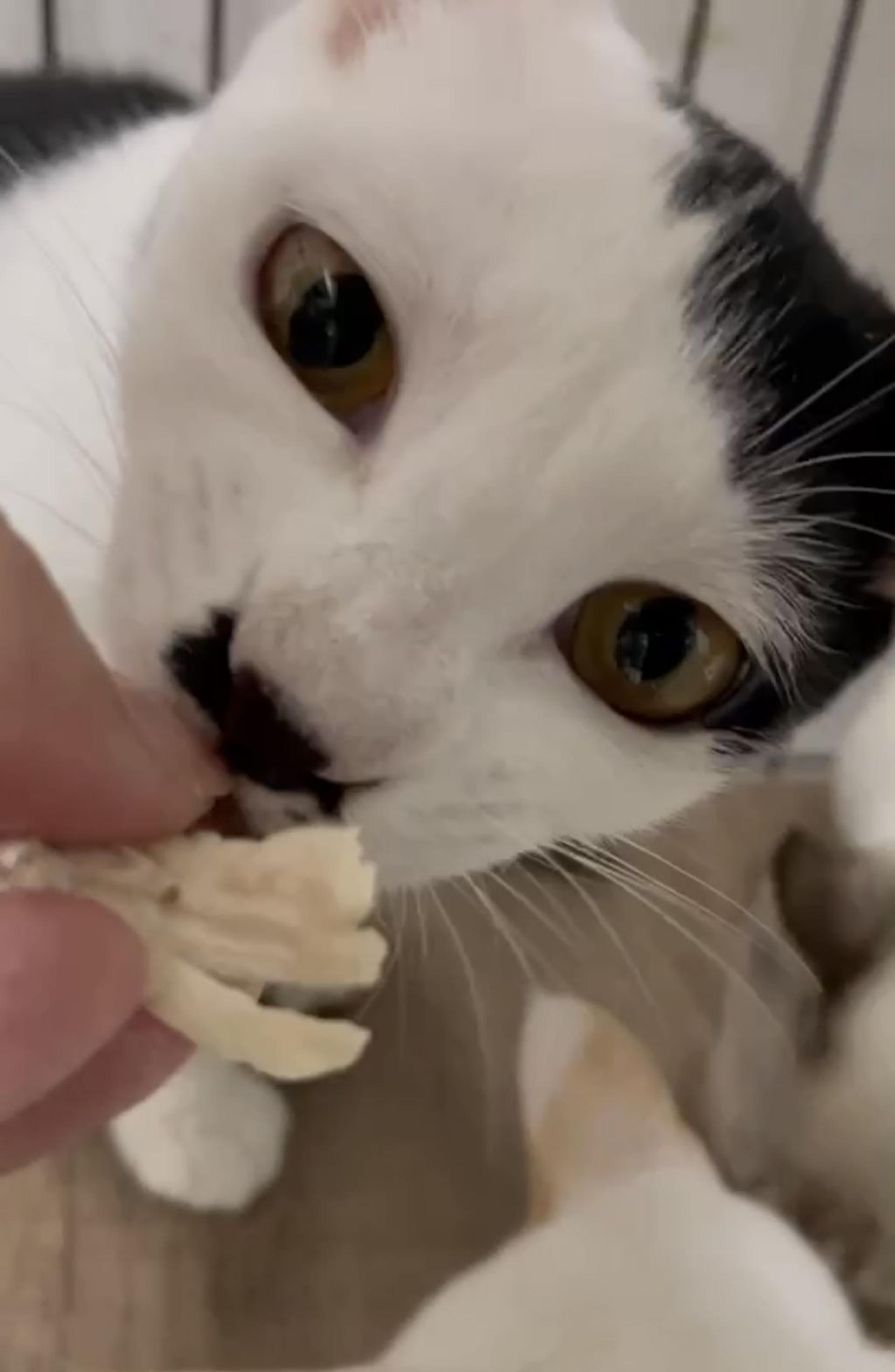 pet-image-6