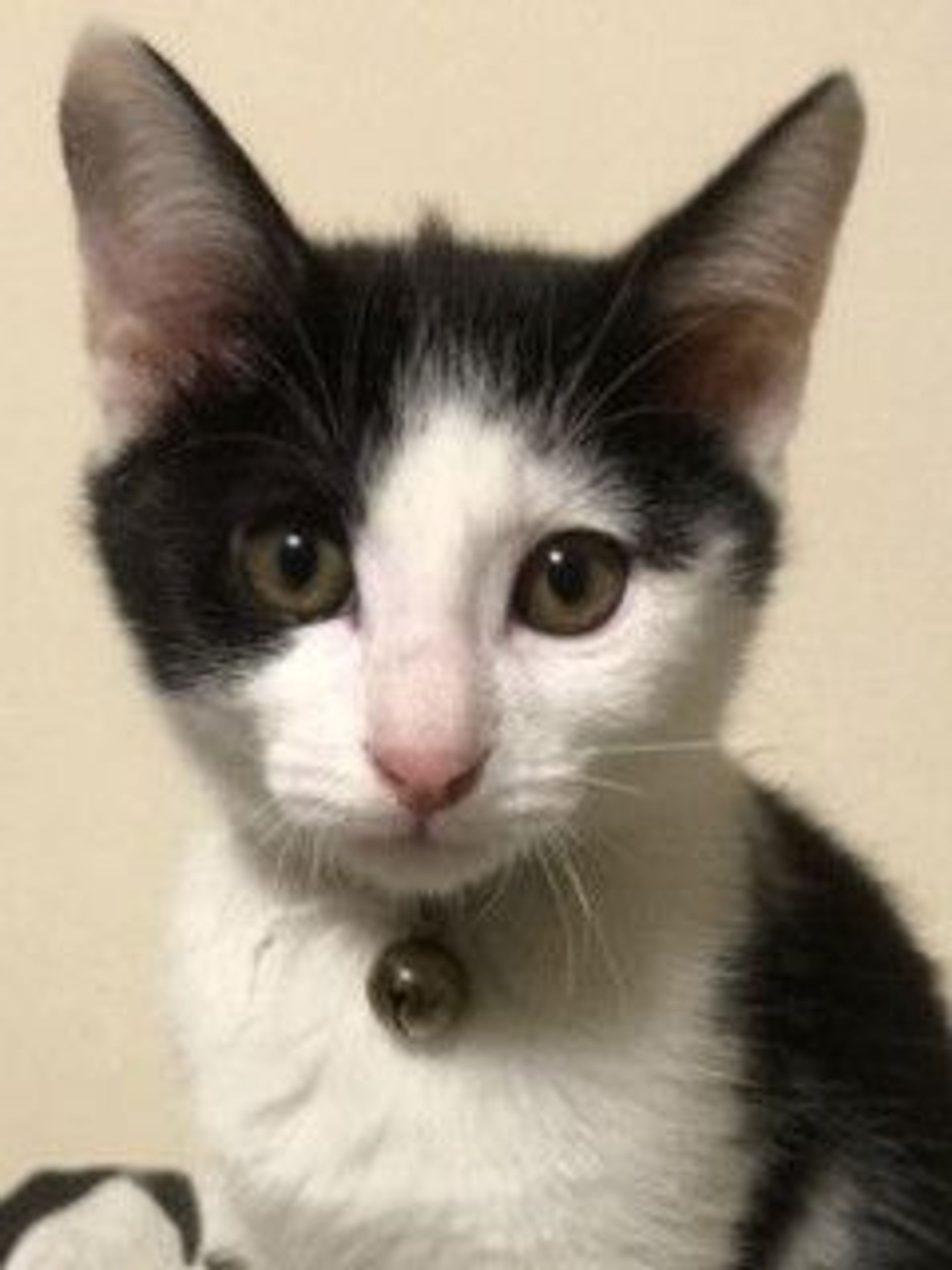 雑種（ミックス猫）・オスの里親募集の写真