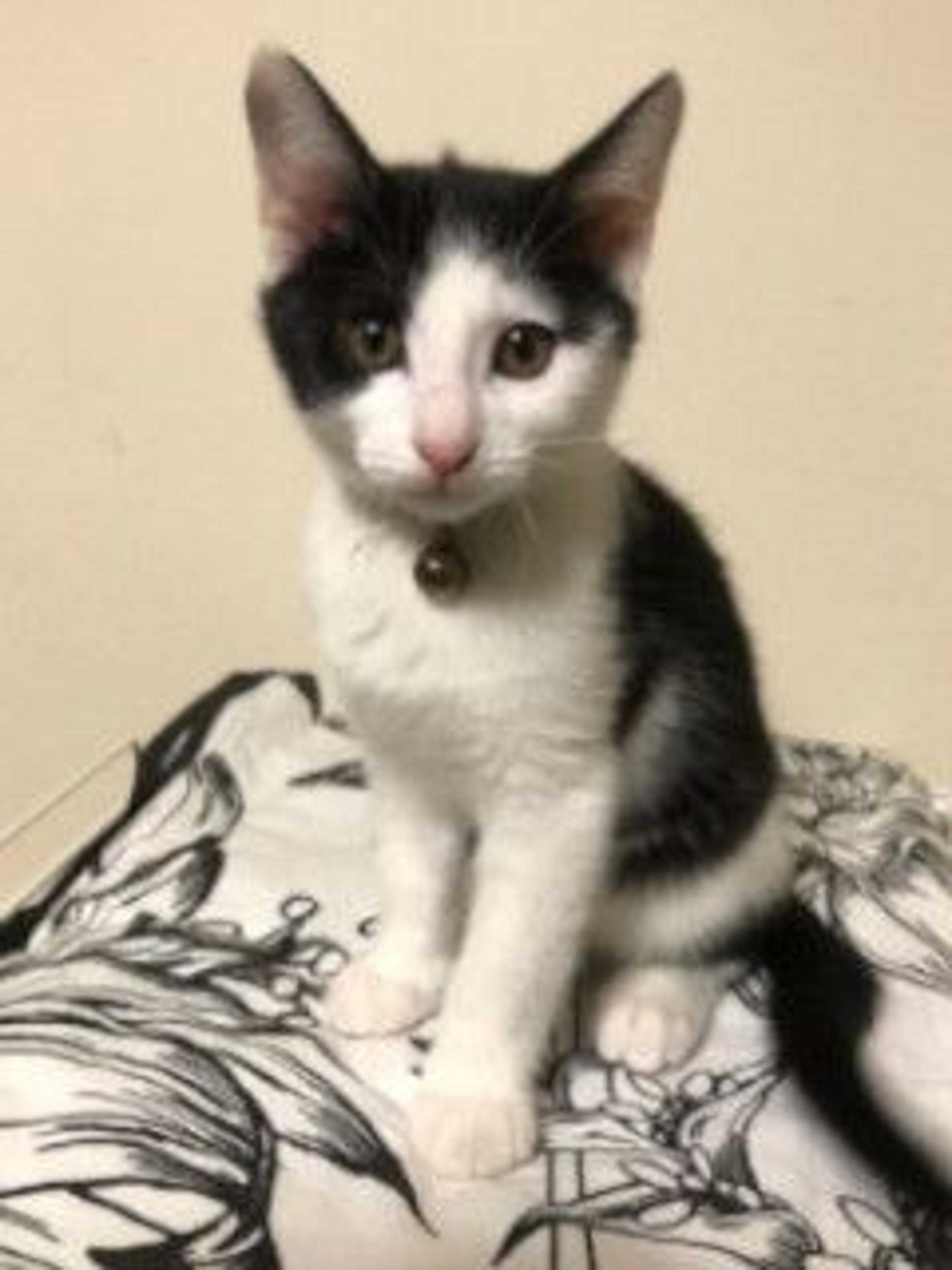 pet-image-2