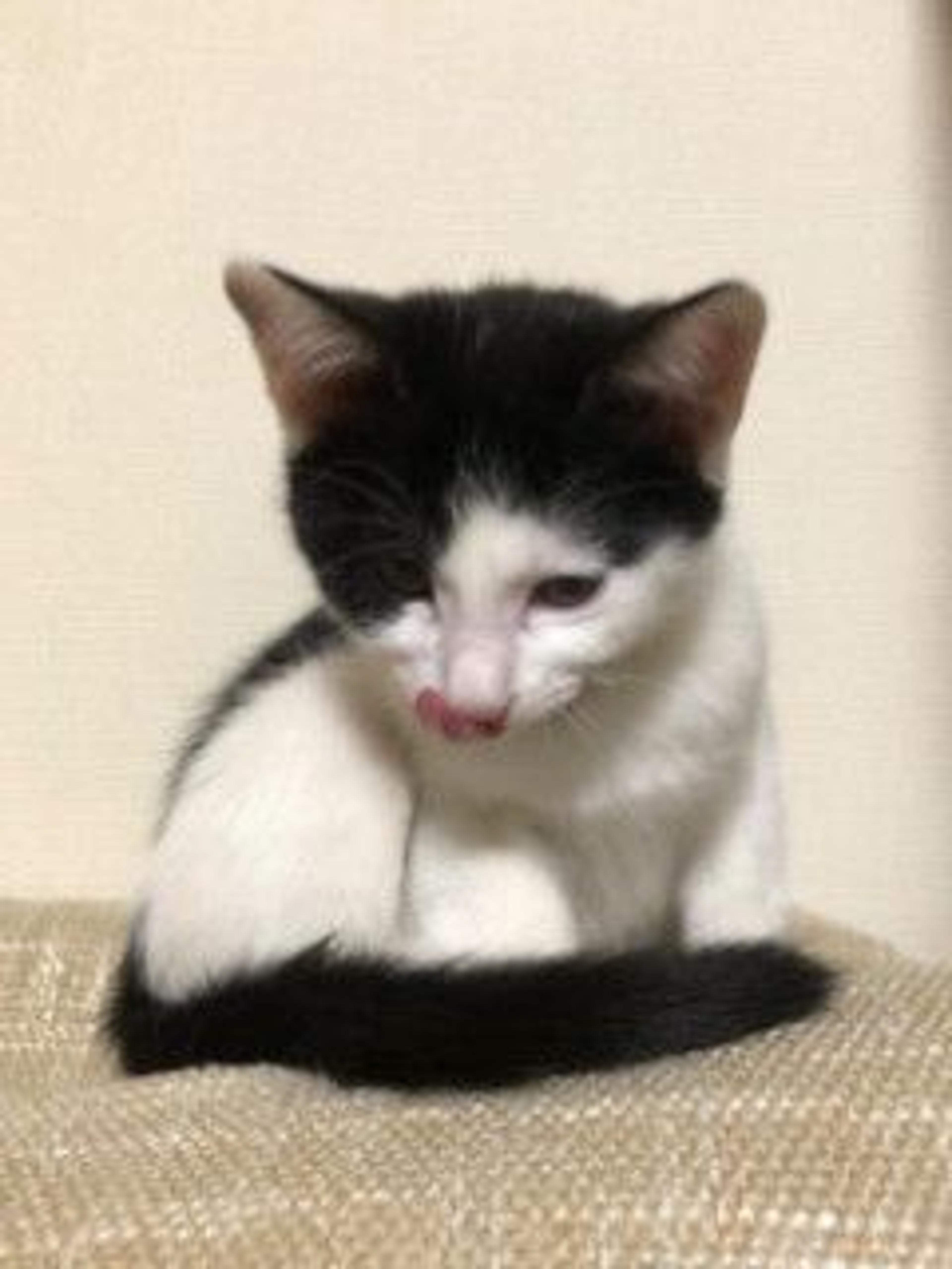 pet-image-3