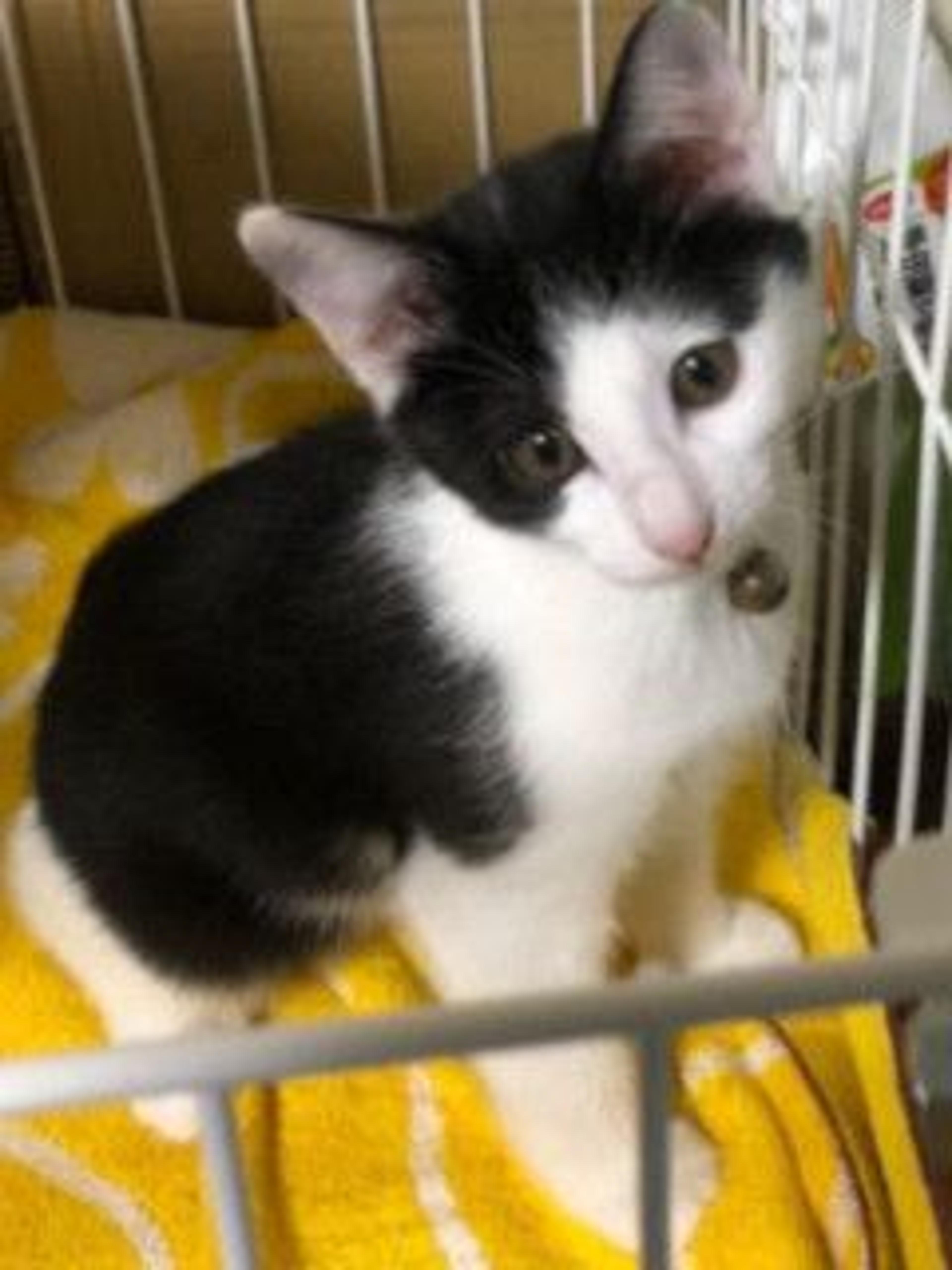 pet-image-4