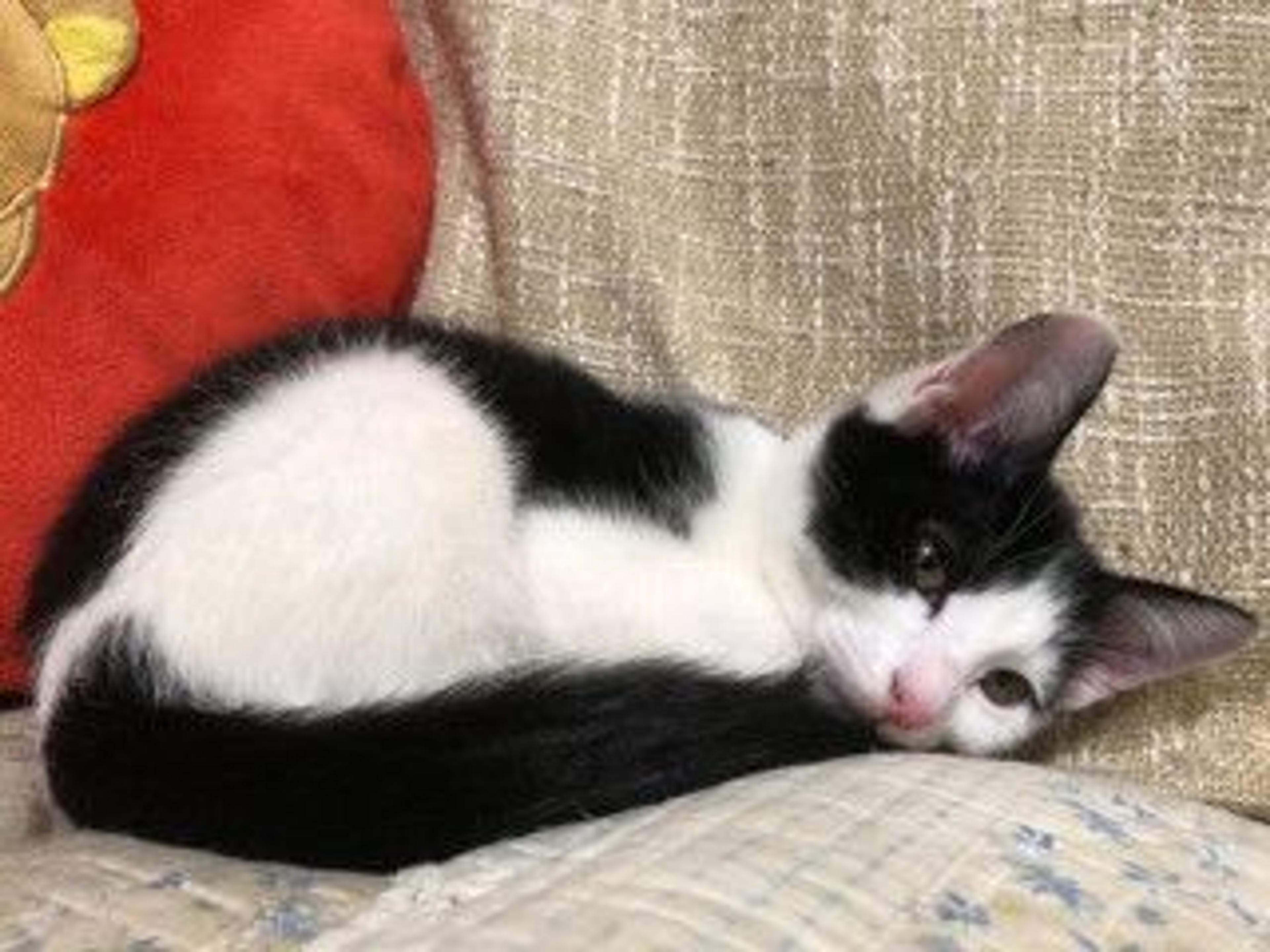 pet-image-5