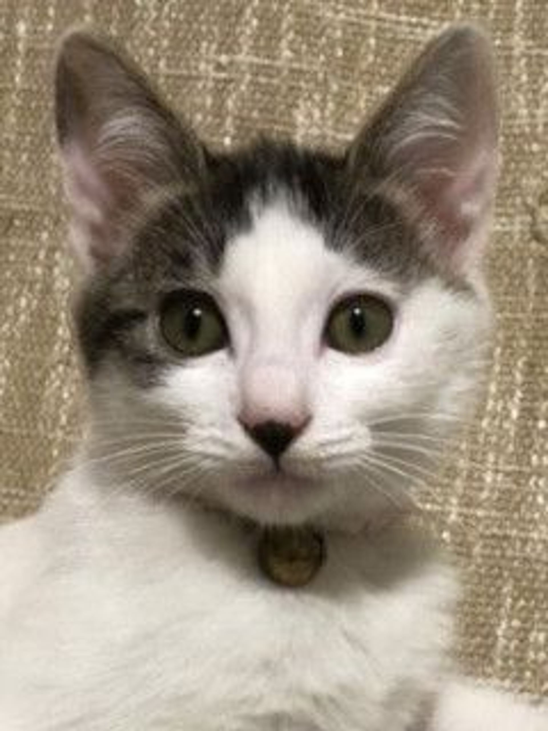 雑種（ミックス猫）・メスの里親募集の写真