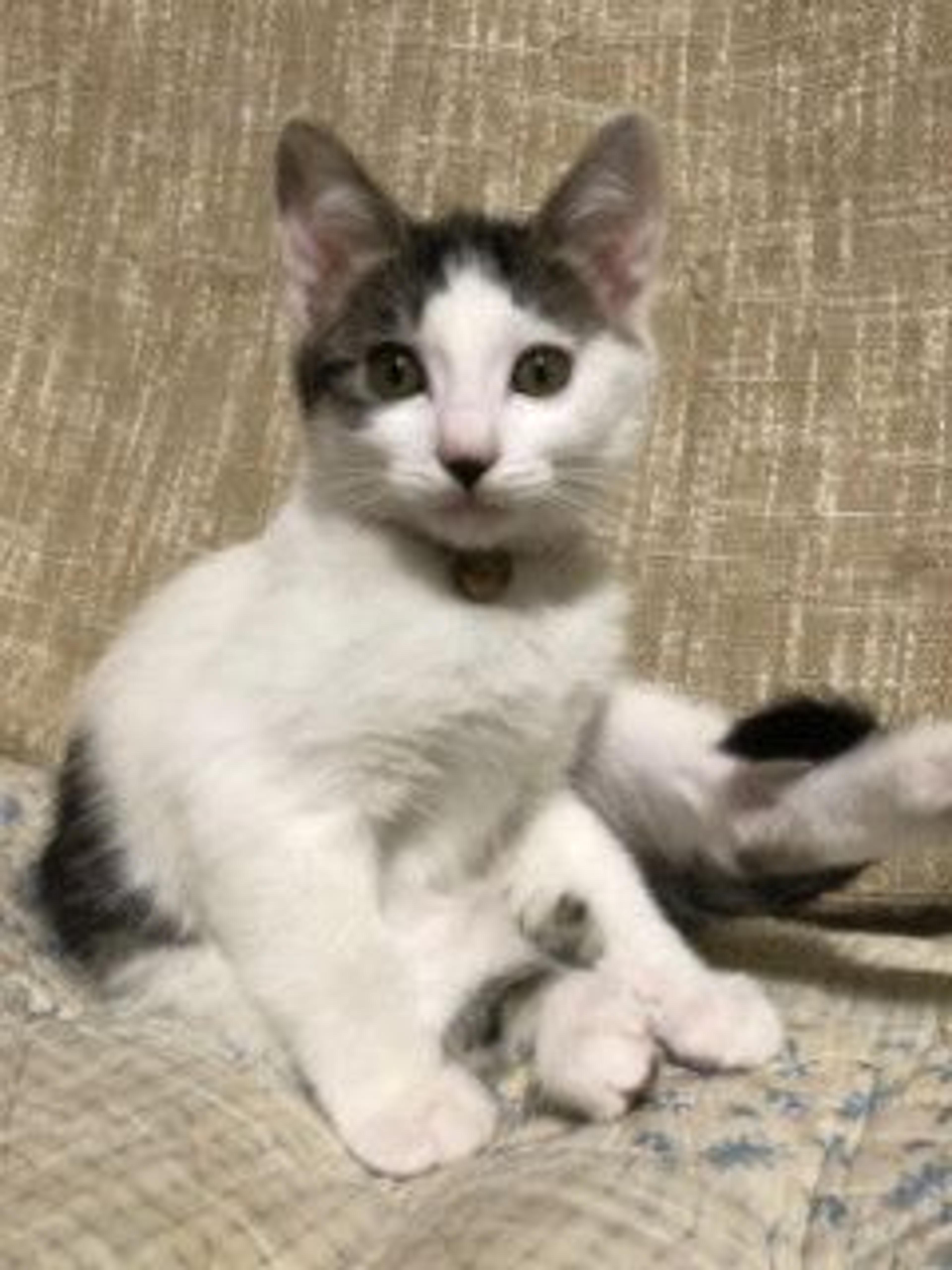 pet-image-2