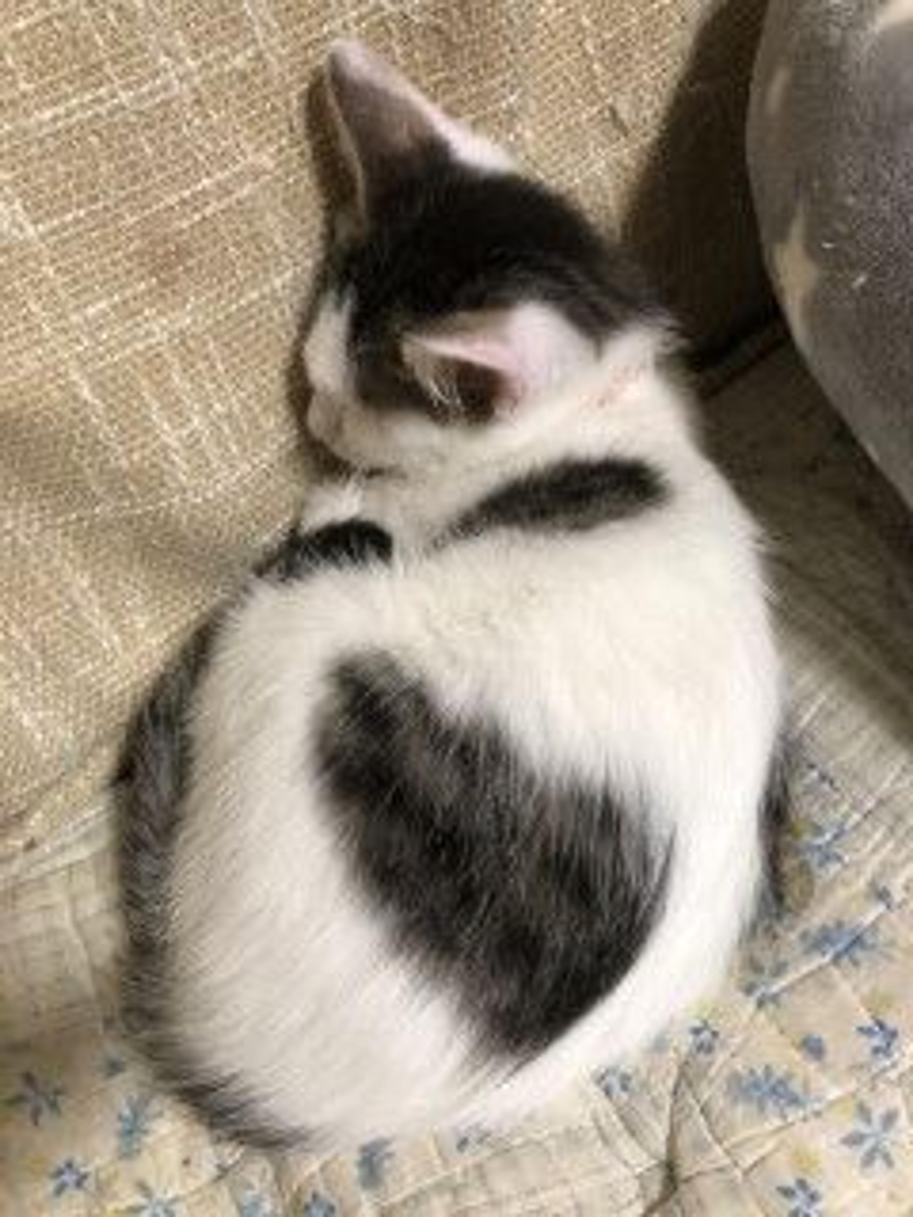 pet-image-3